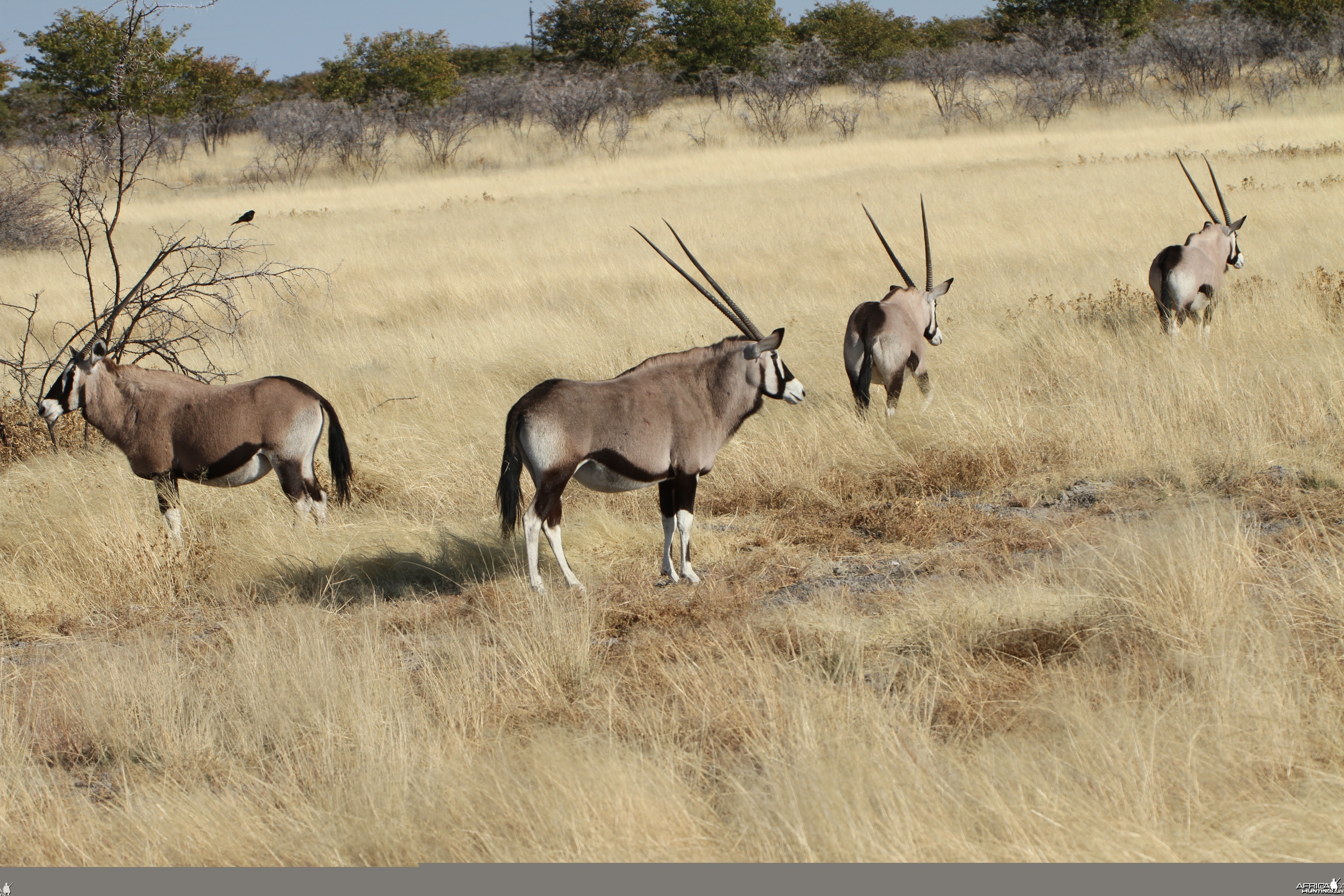 Gemsbok at Etosha National Park