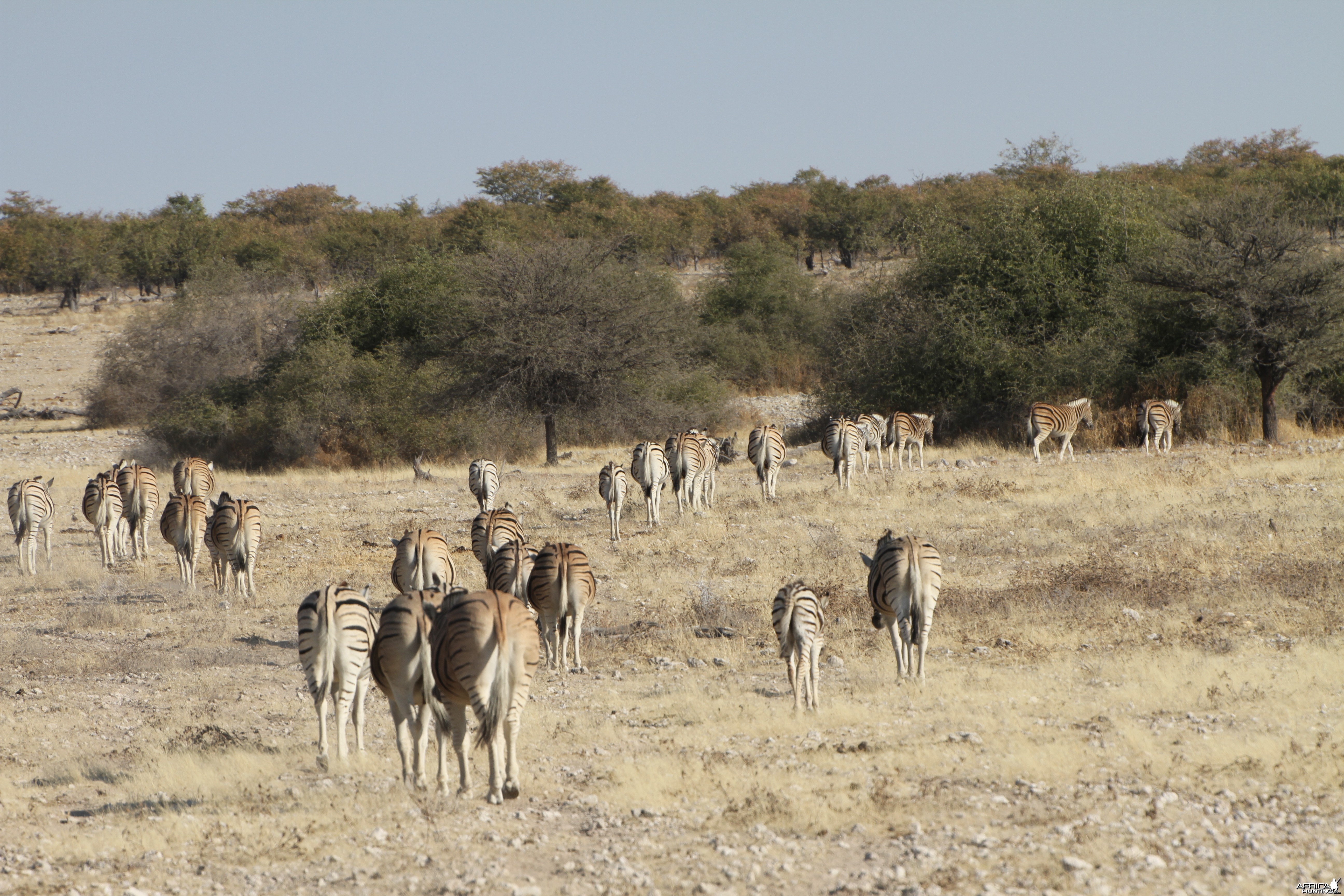 Zebra at Etosha National Park