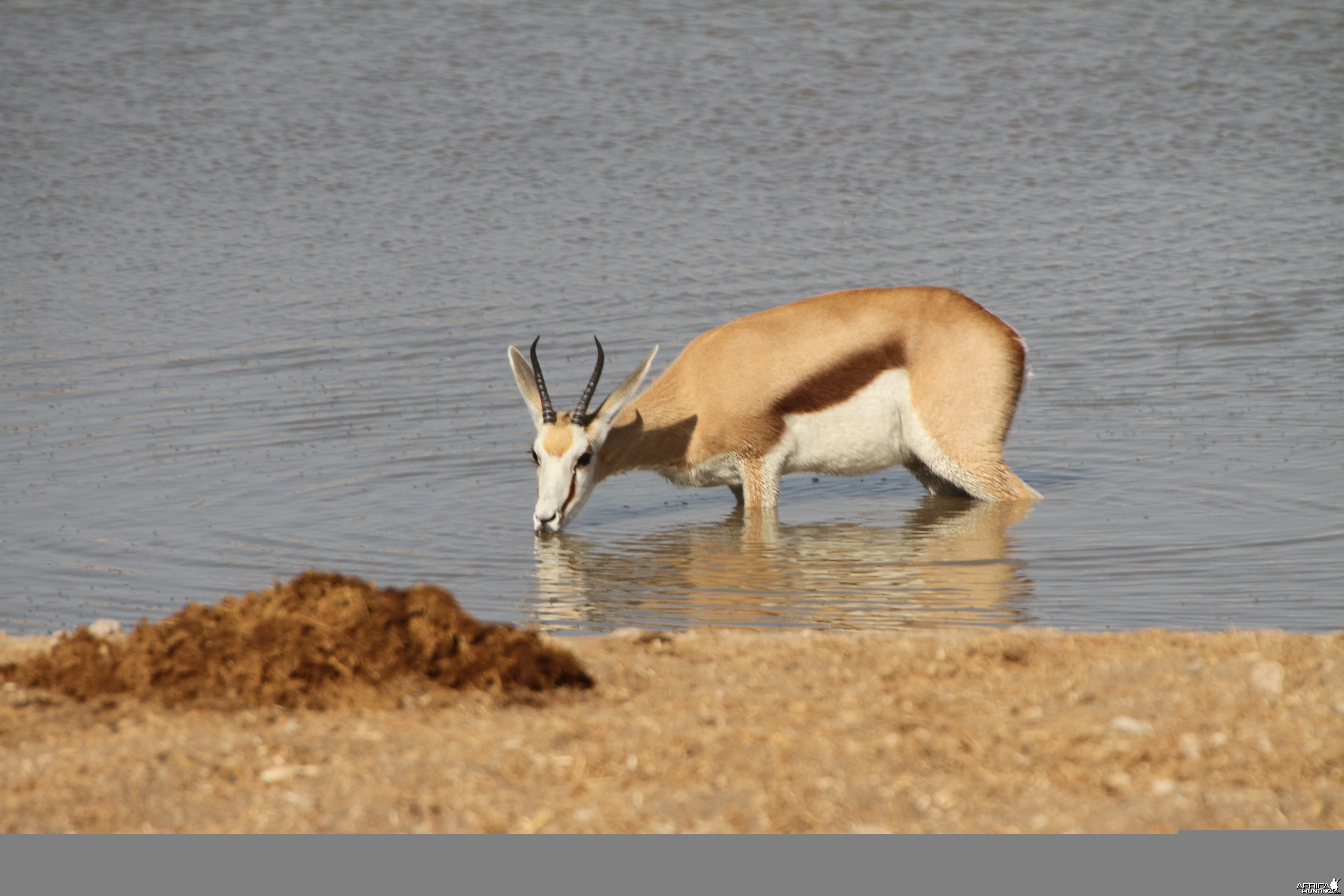 Springbok at Etosha National Park