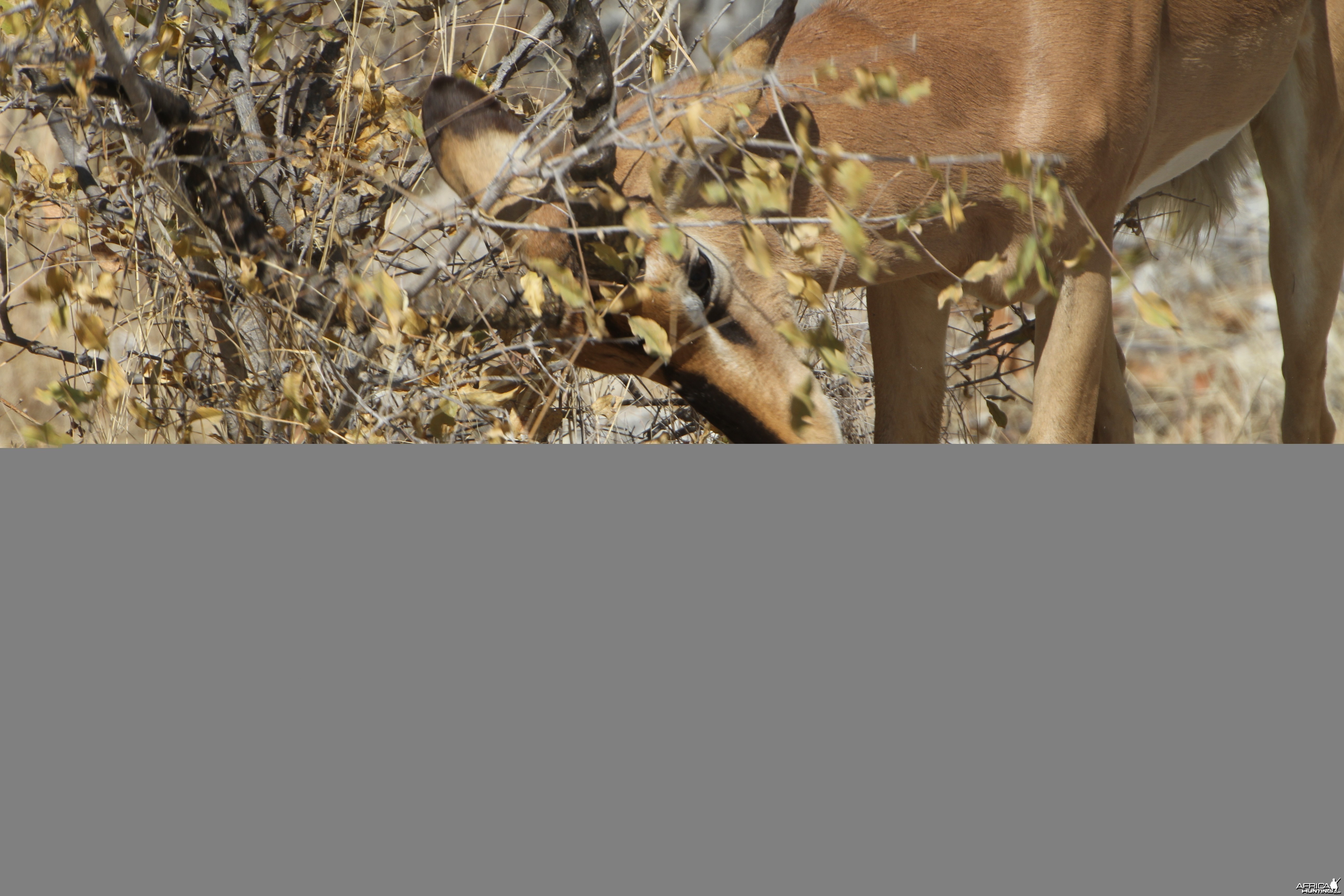 Black-Faced Impala at Etosha National Park