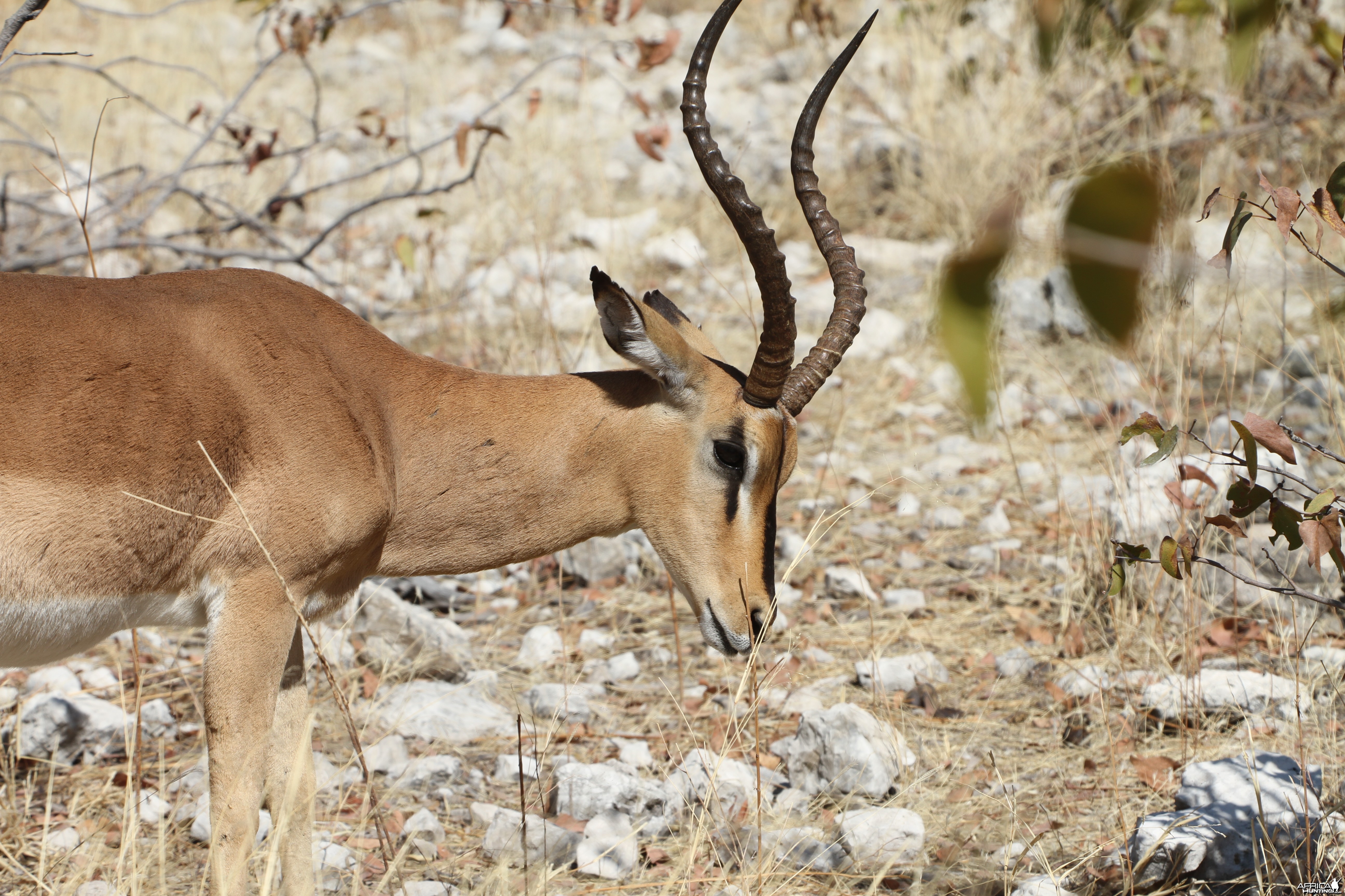 Black-Faced Impala at Etosha National Park