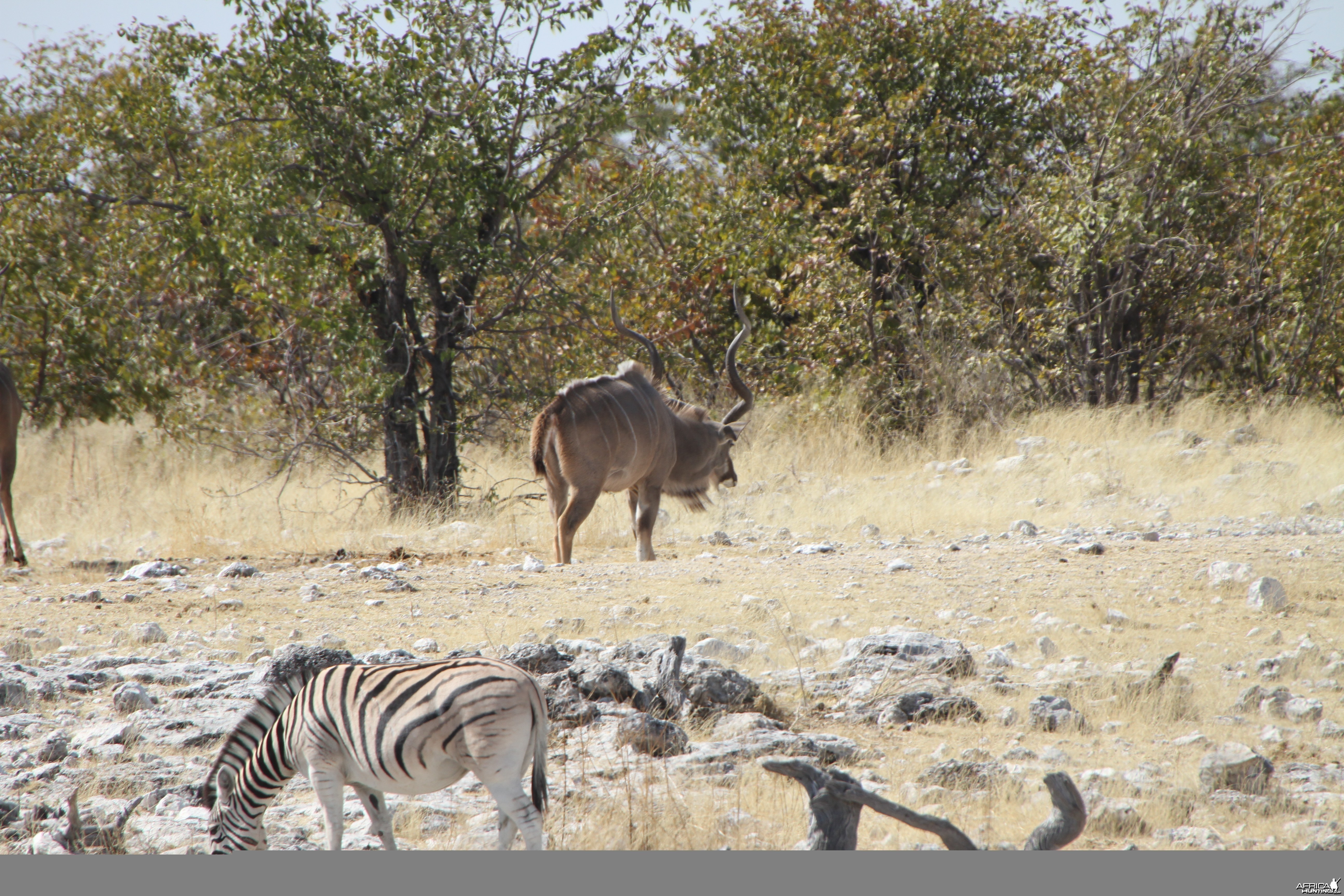 Greater Kudu at Etosha National Park