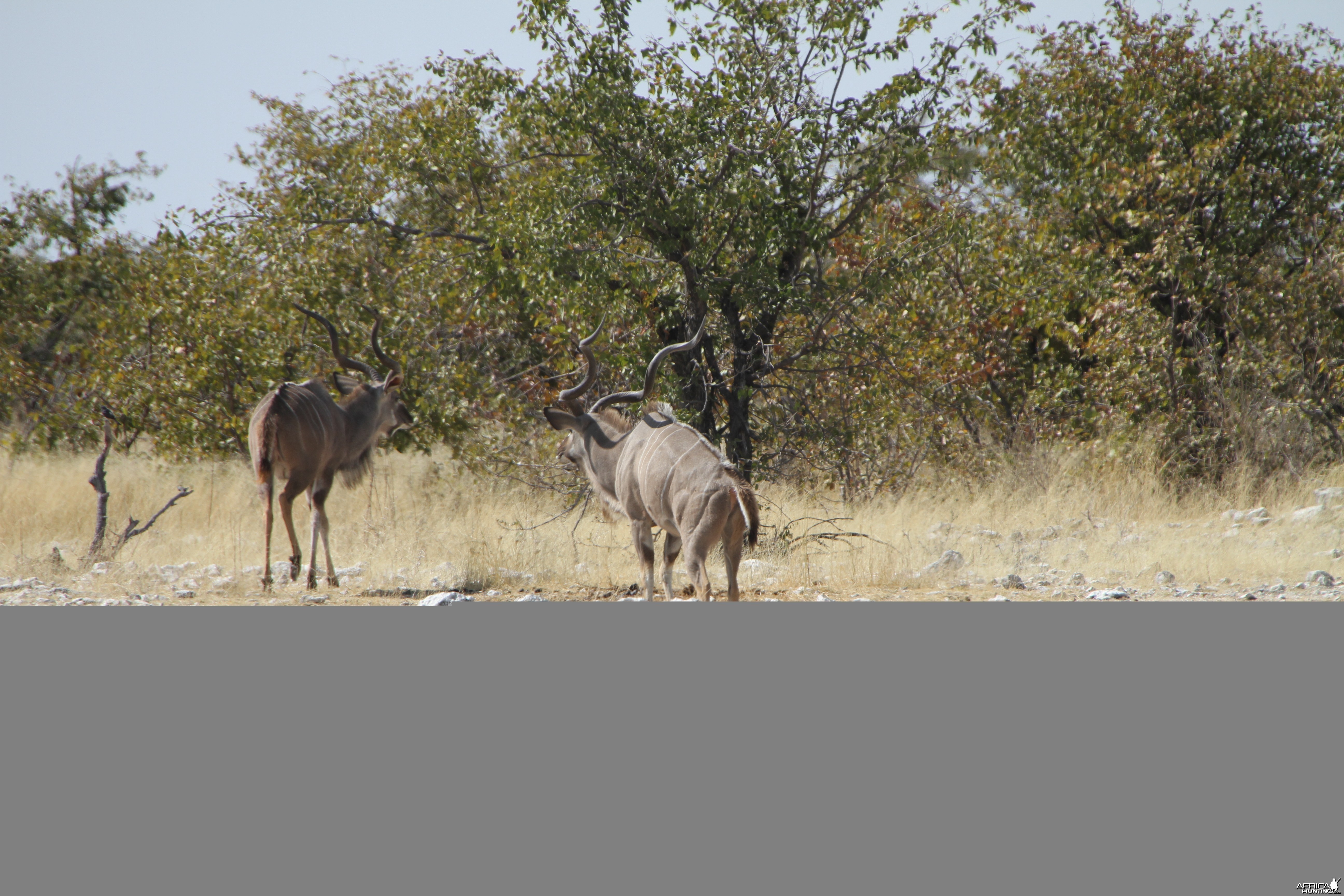 Greater Kudu at Etosha National Park