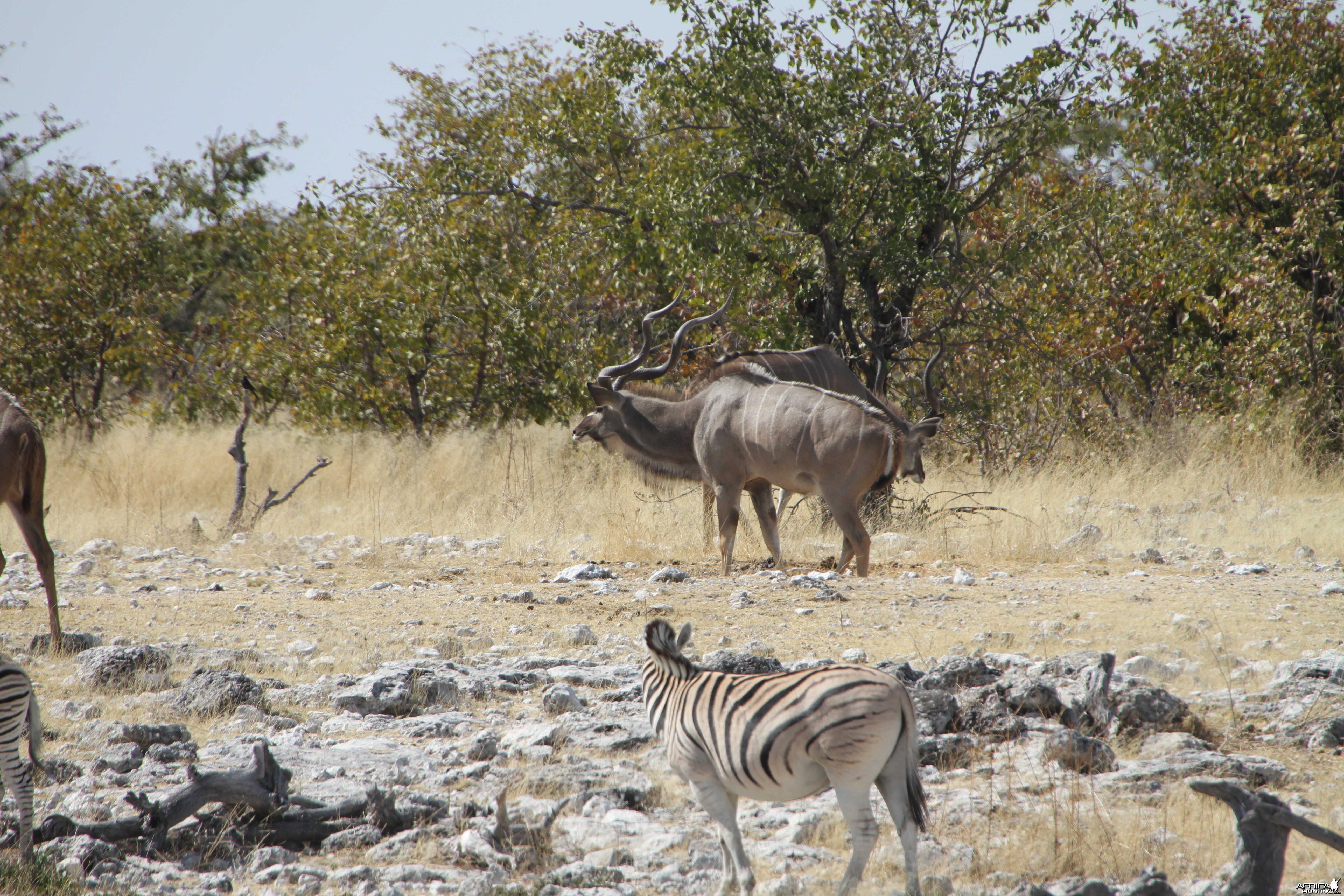 Greater Kudu at Etosha National Park