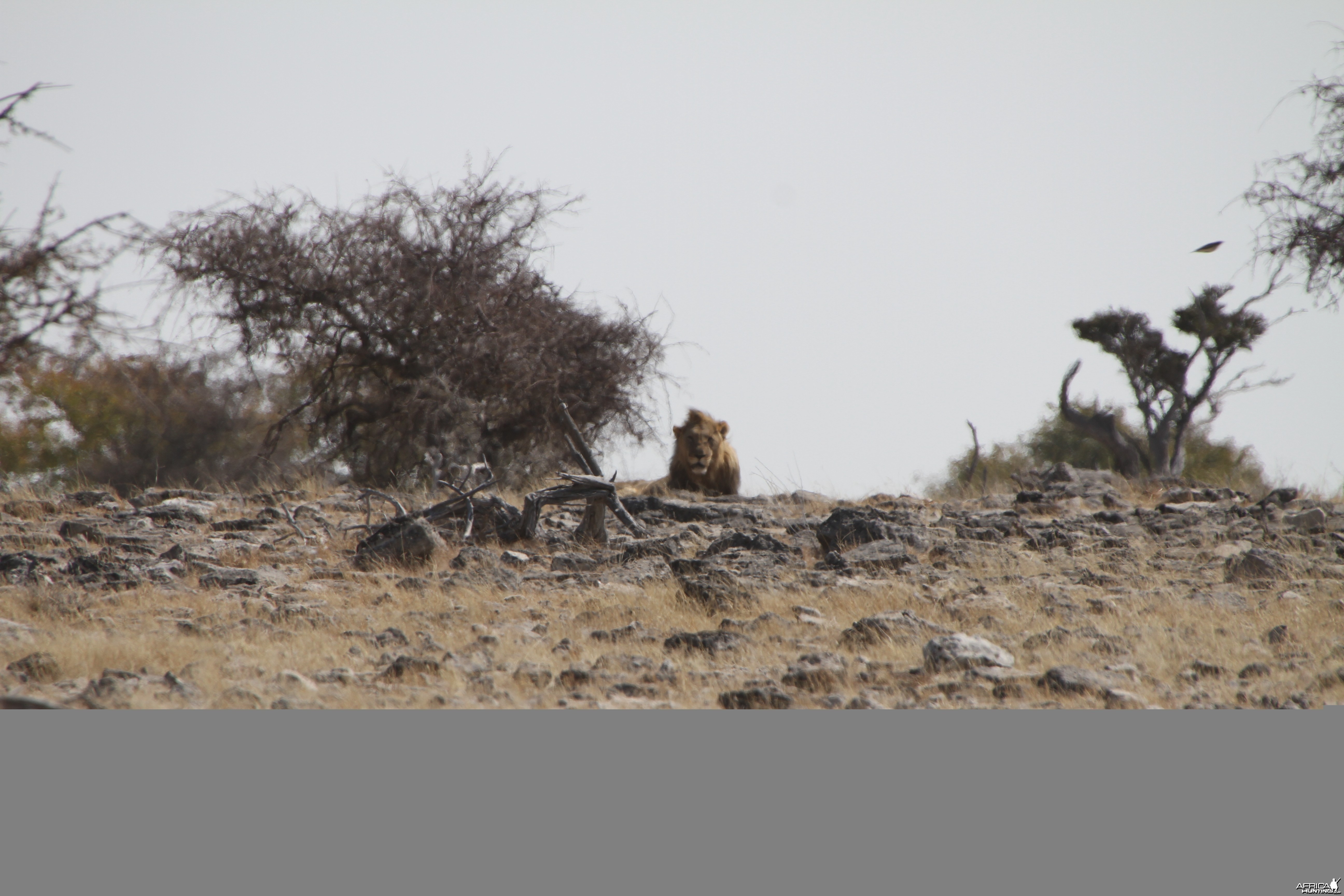 Lion at Etosha National Park