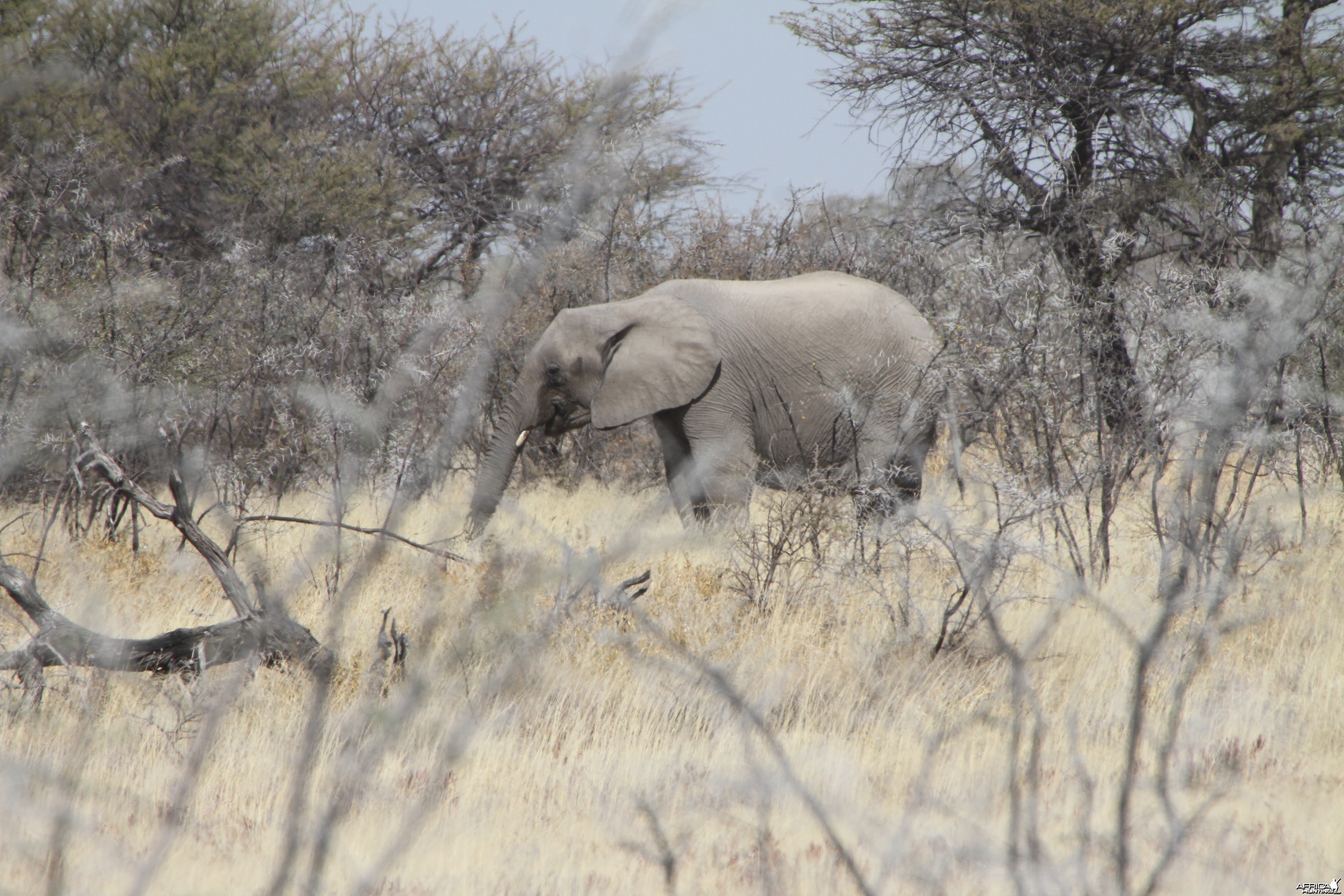 Elephant at Etosha National Park