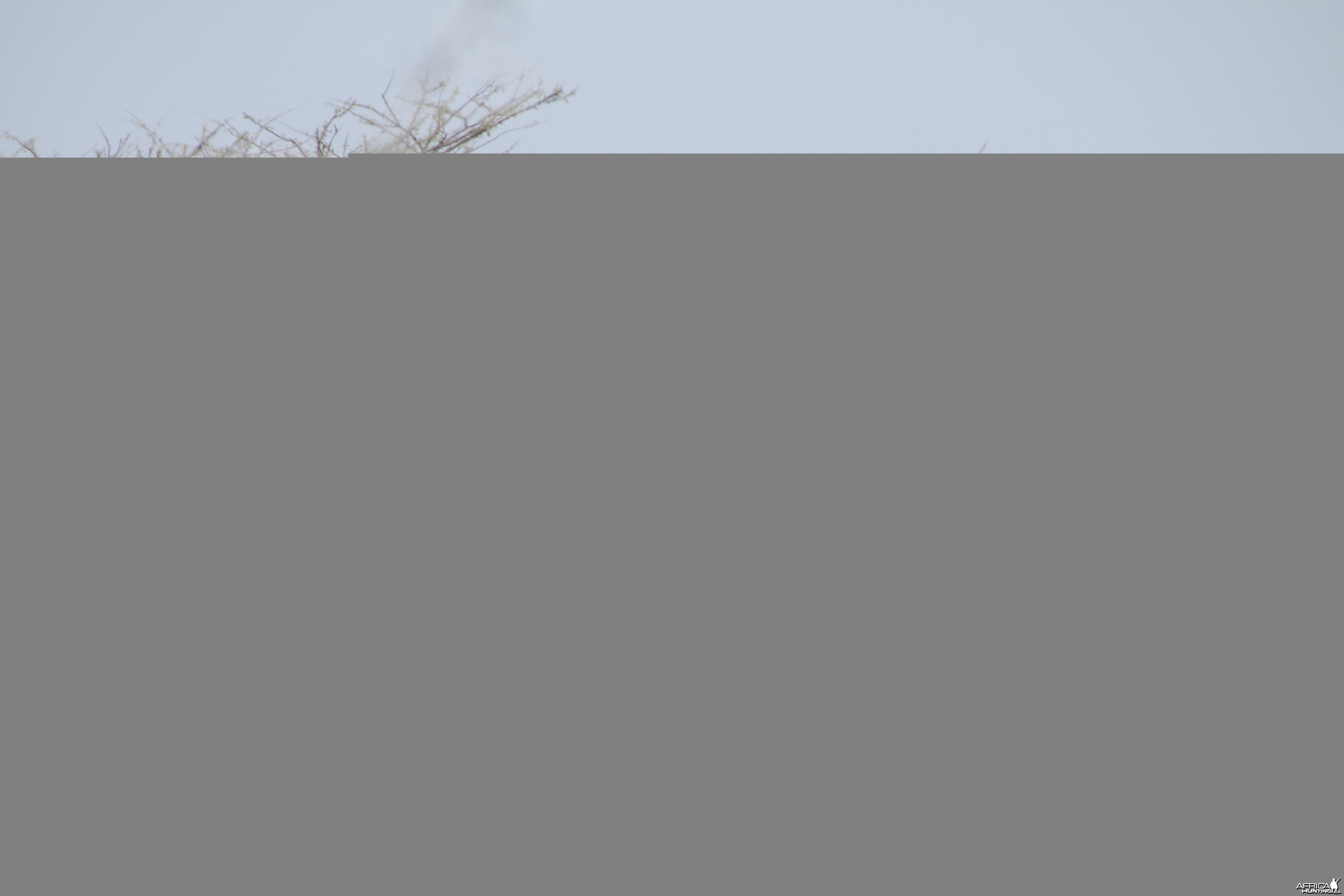 Elephant at Etosha National Park