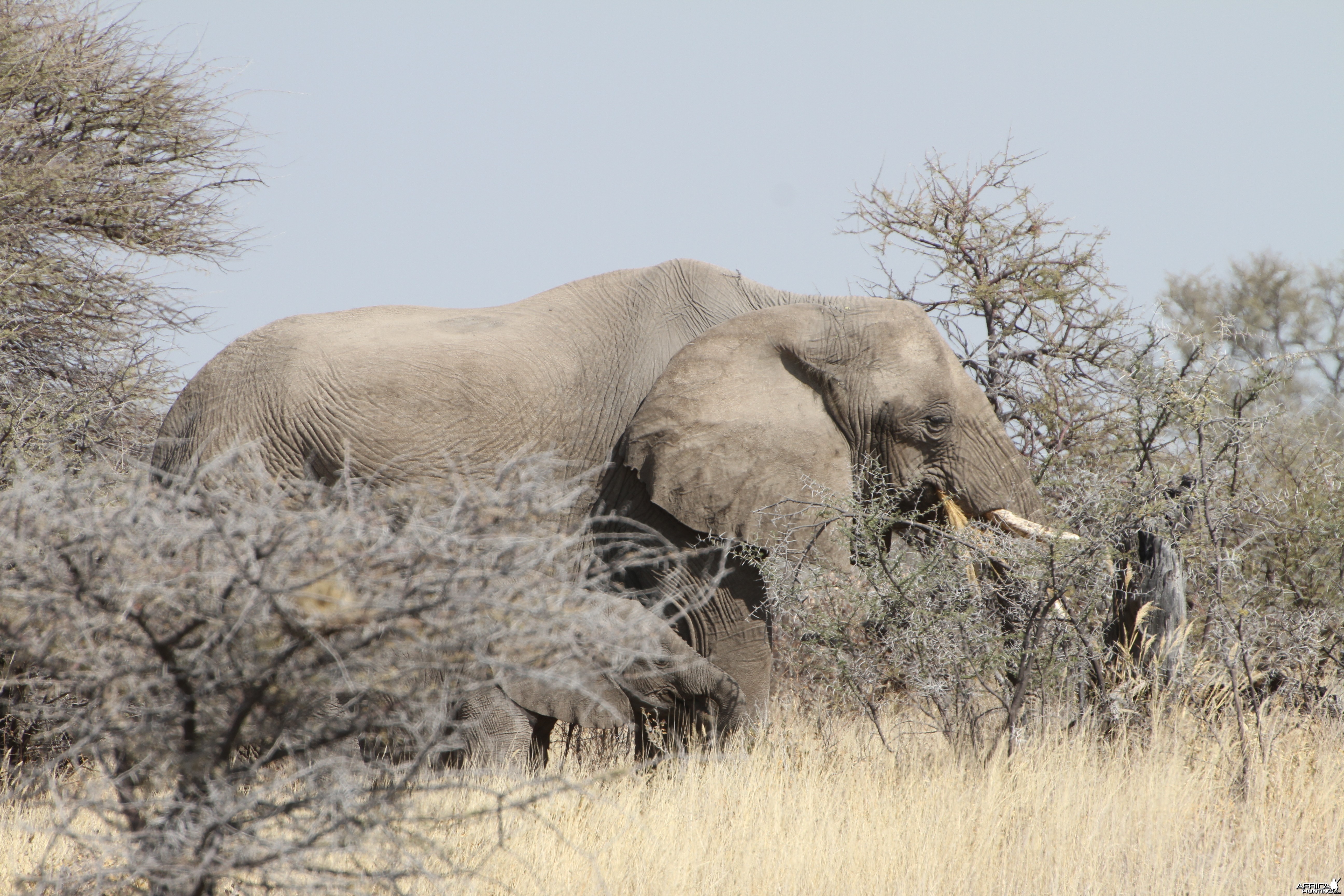 Elephant at Etosha National Park