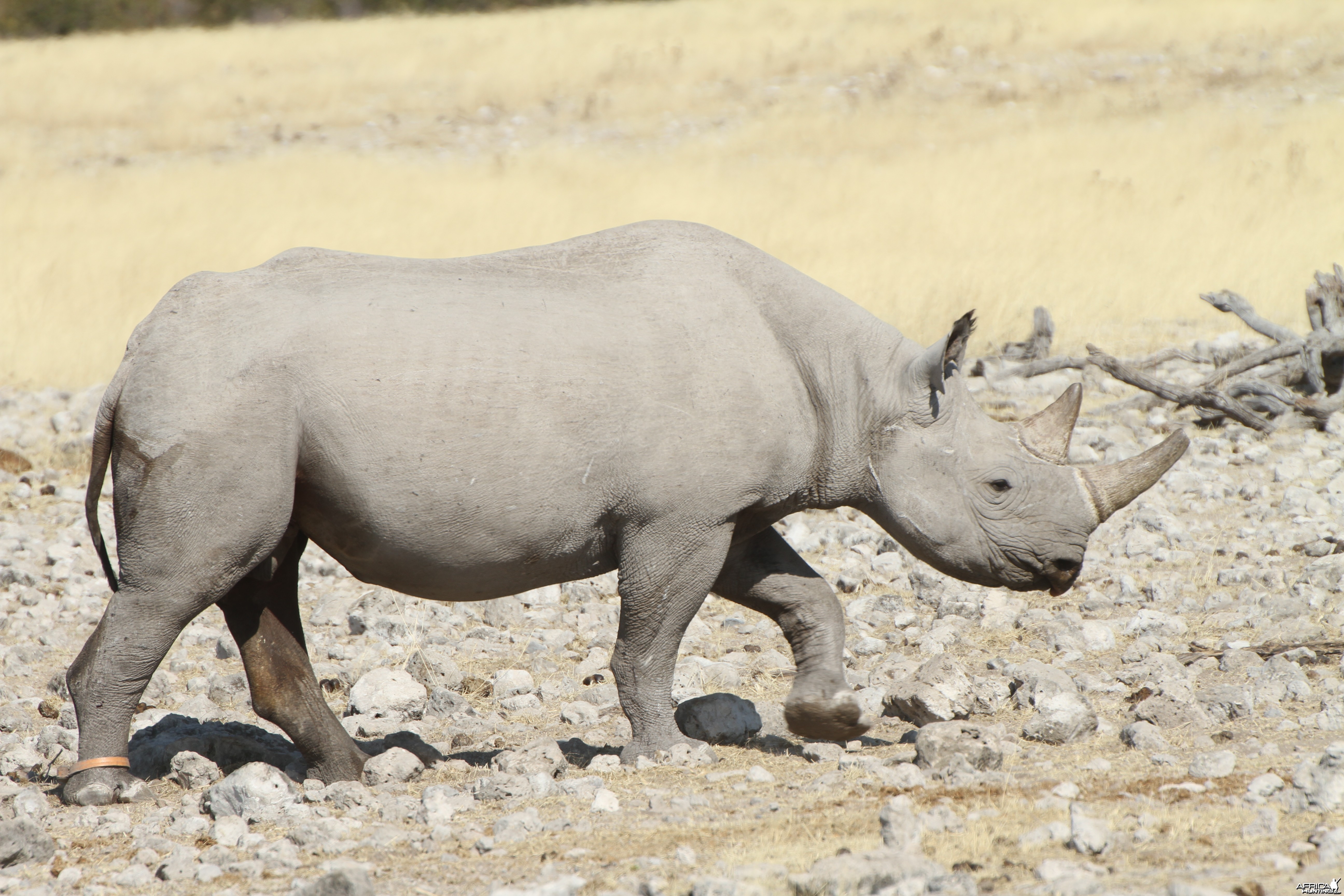 Black Rhino at Etosha National Park