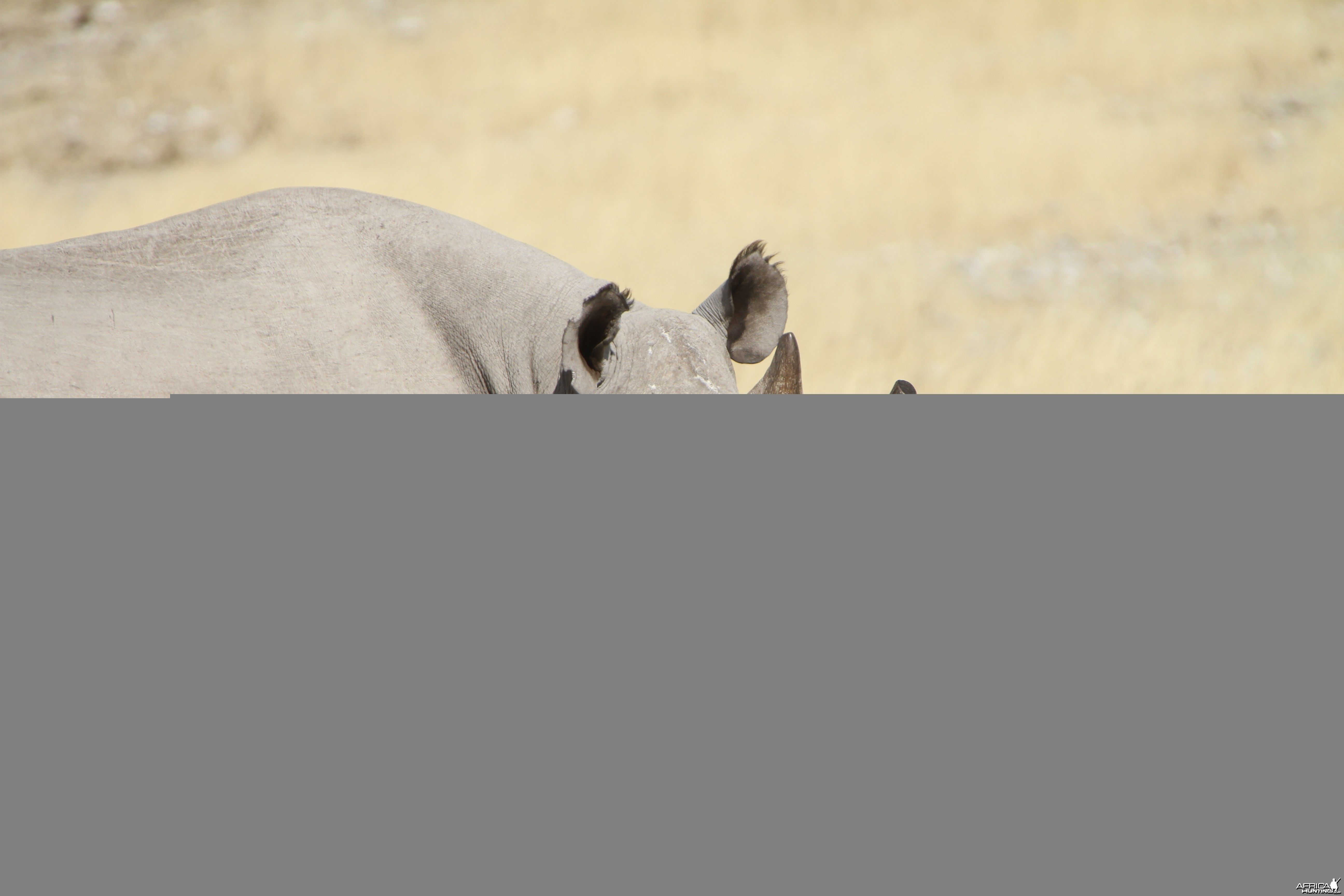 Black Rhino at Etosha National Park