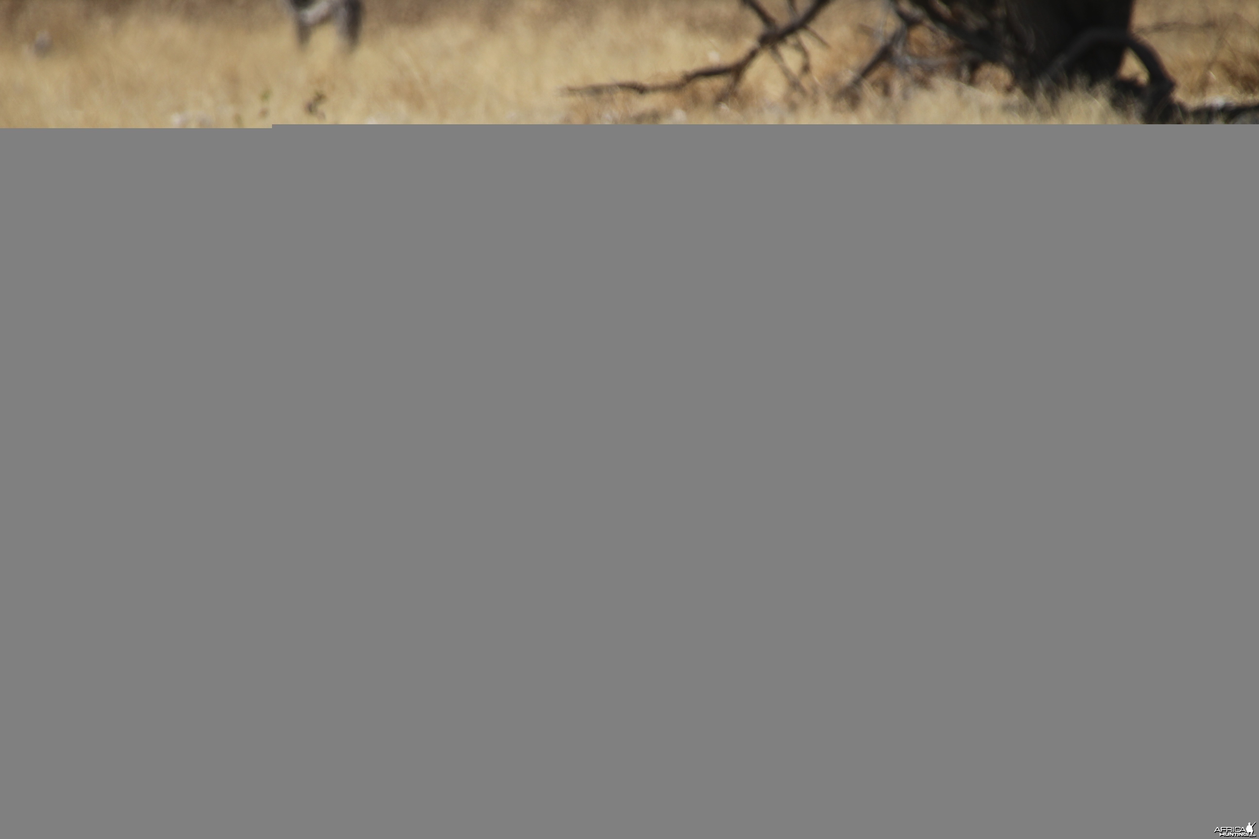 Lion at Etosha National Park