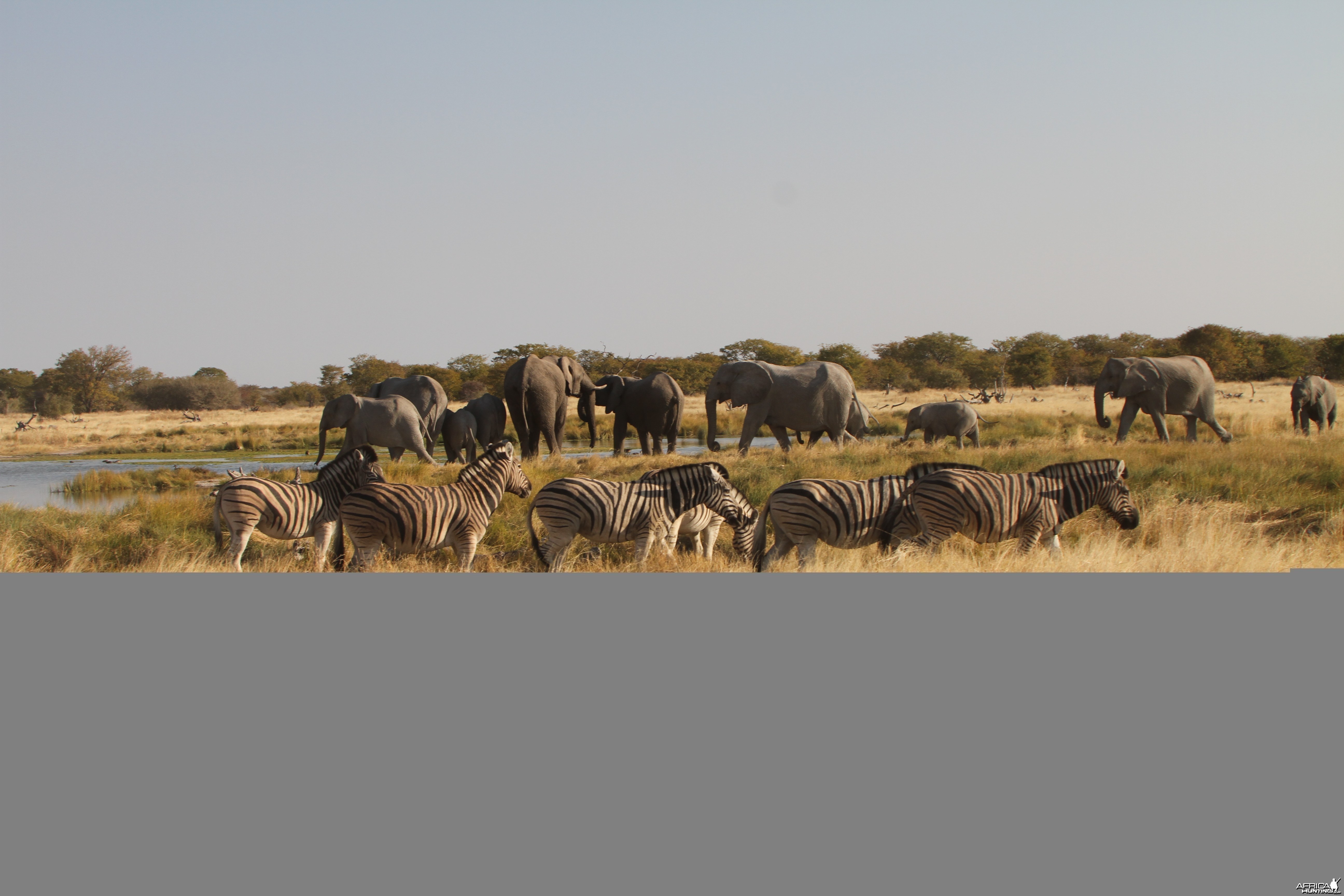 Elephant at Etosha National Park