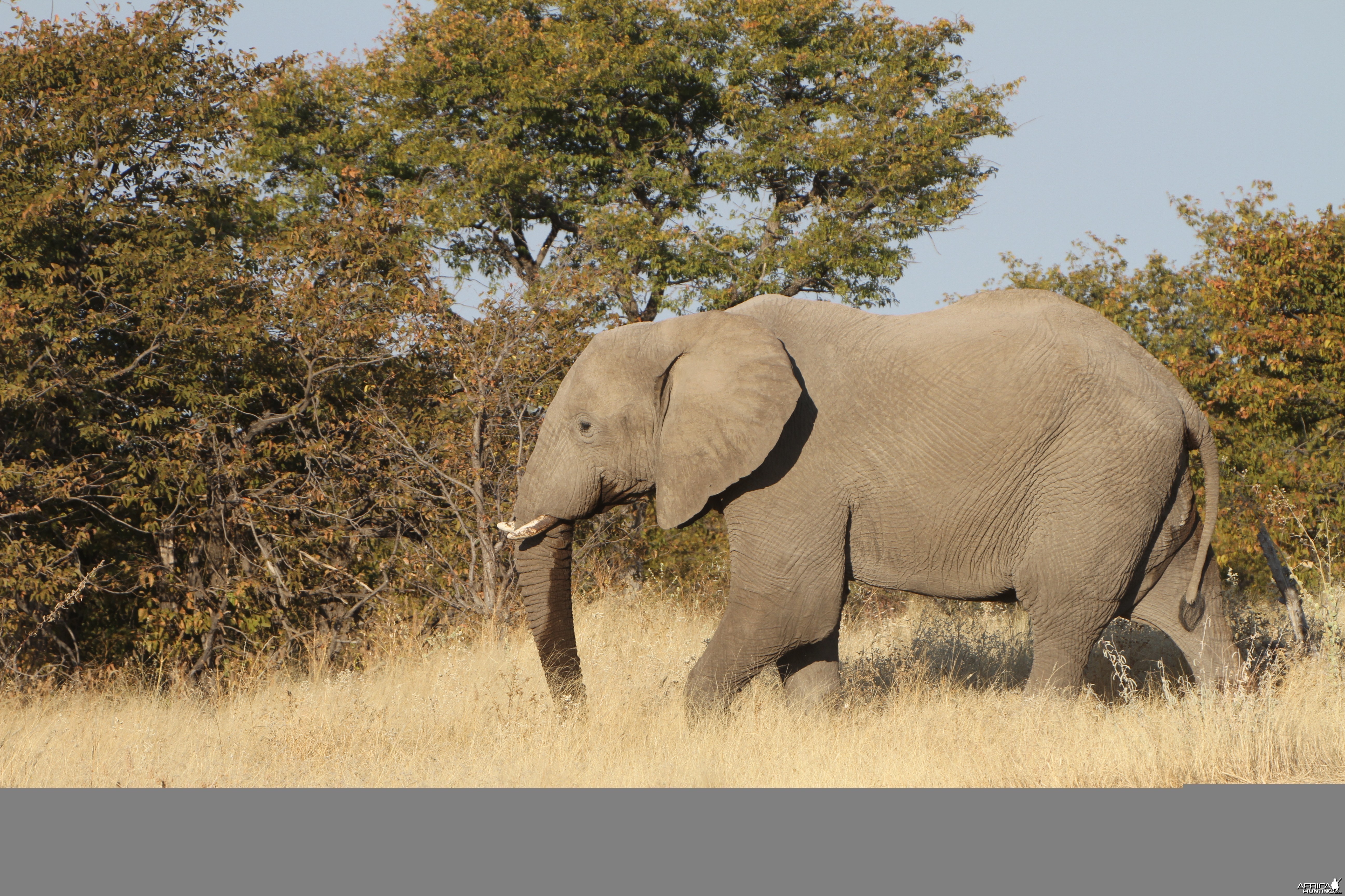 Elephant at Etosha National Park