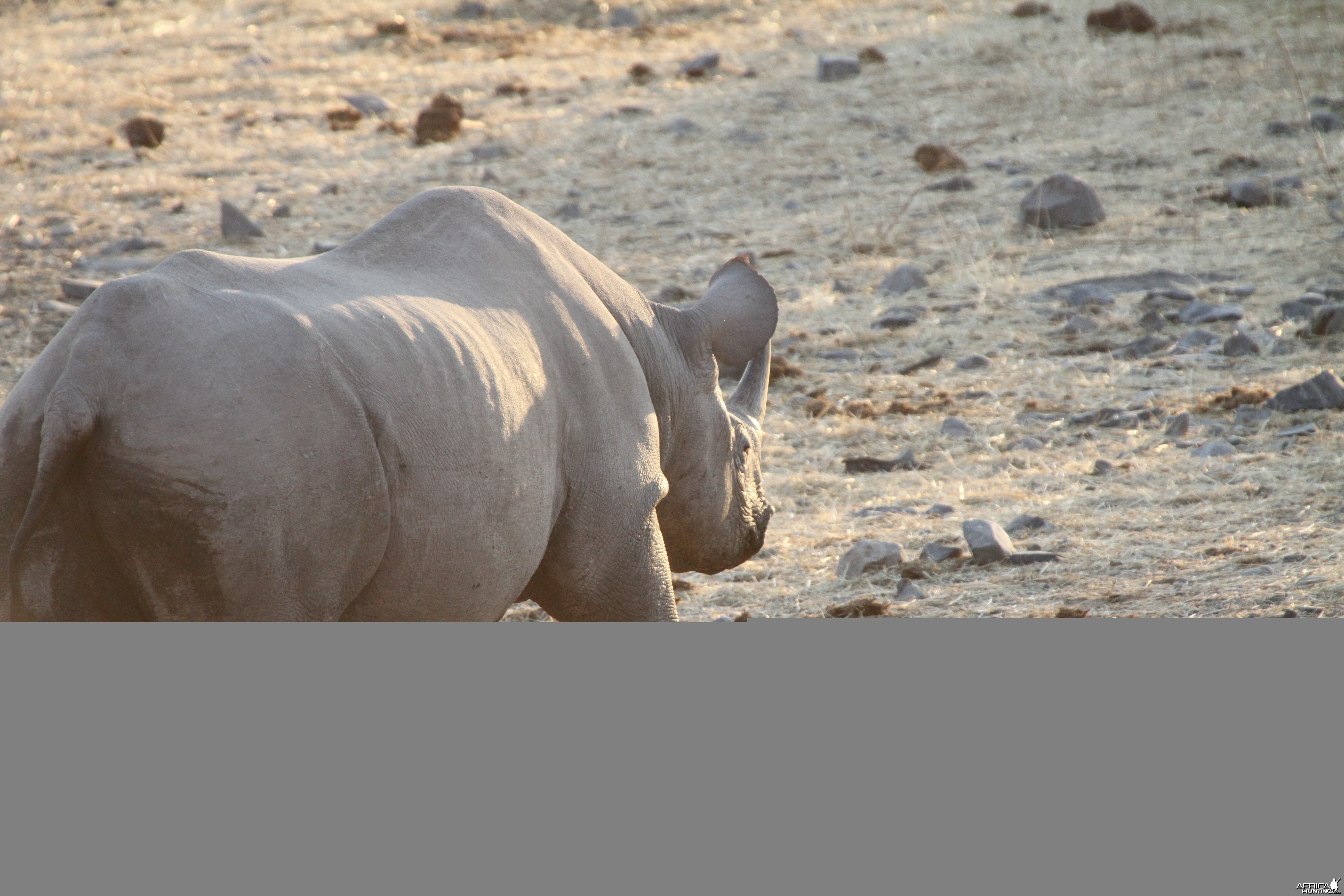 Black Rhino at Etosha National Park