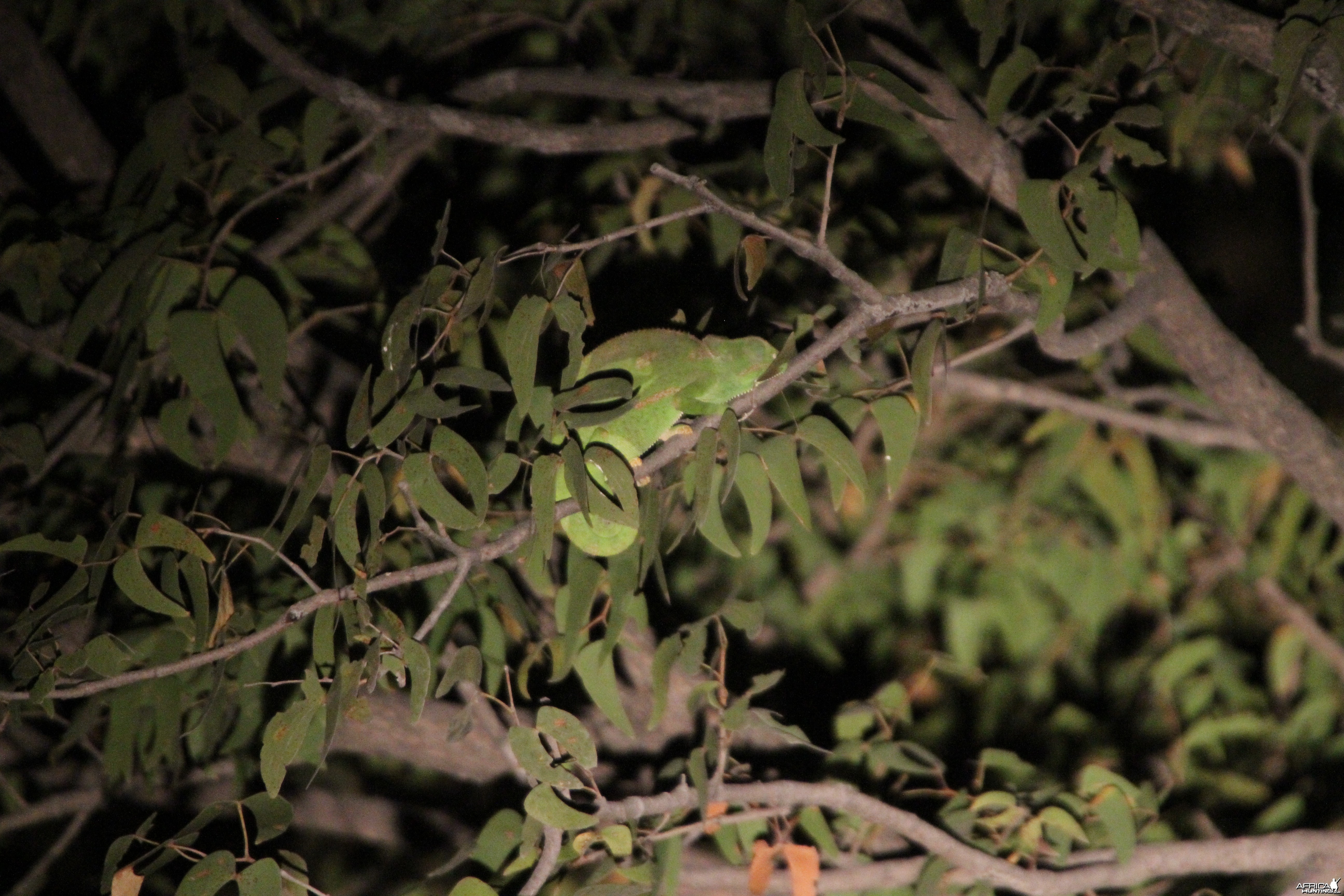 Cameleon at Etosha National Park