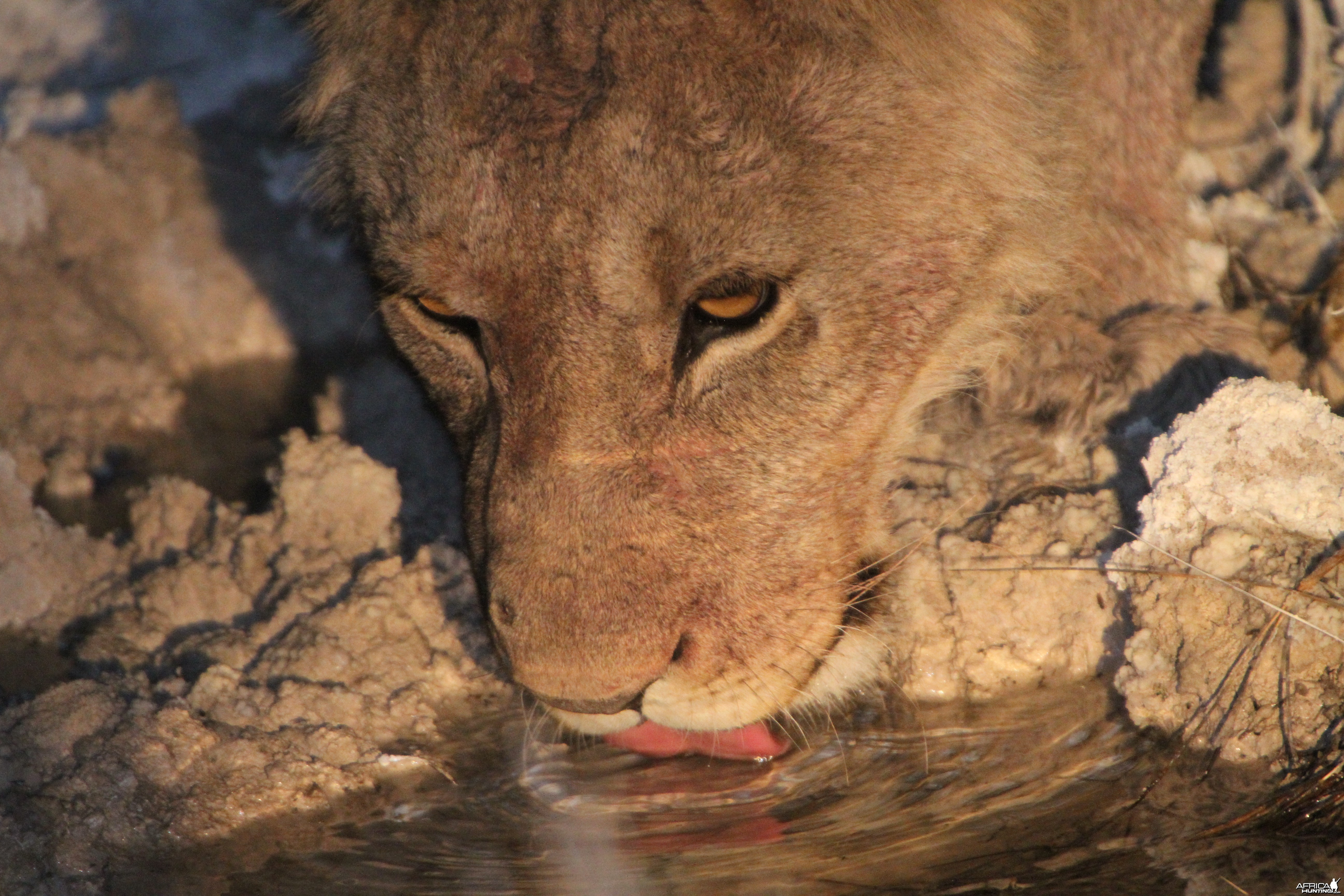 Lion at Etosha National Park