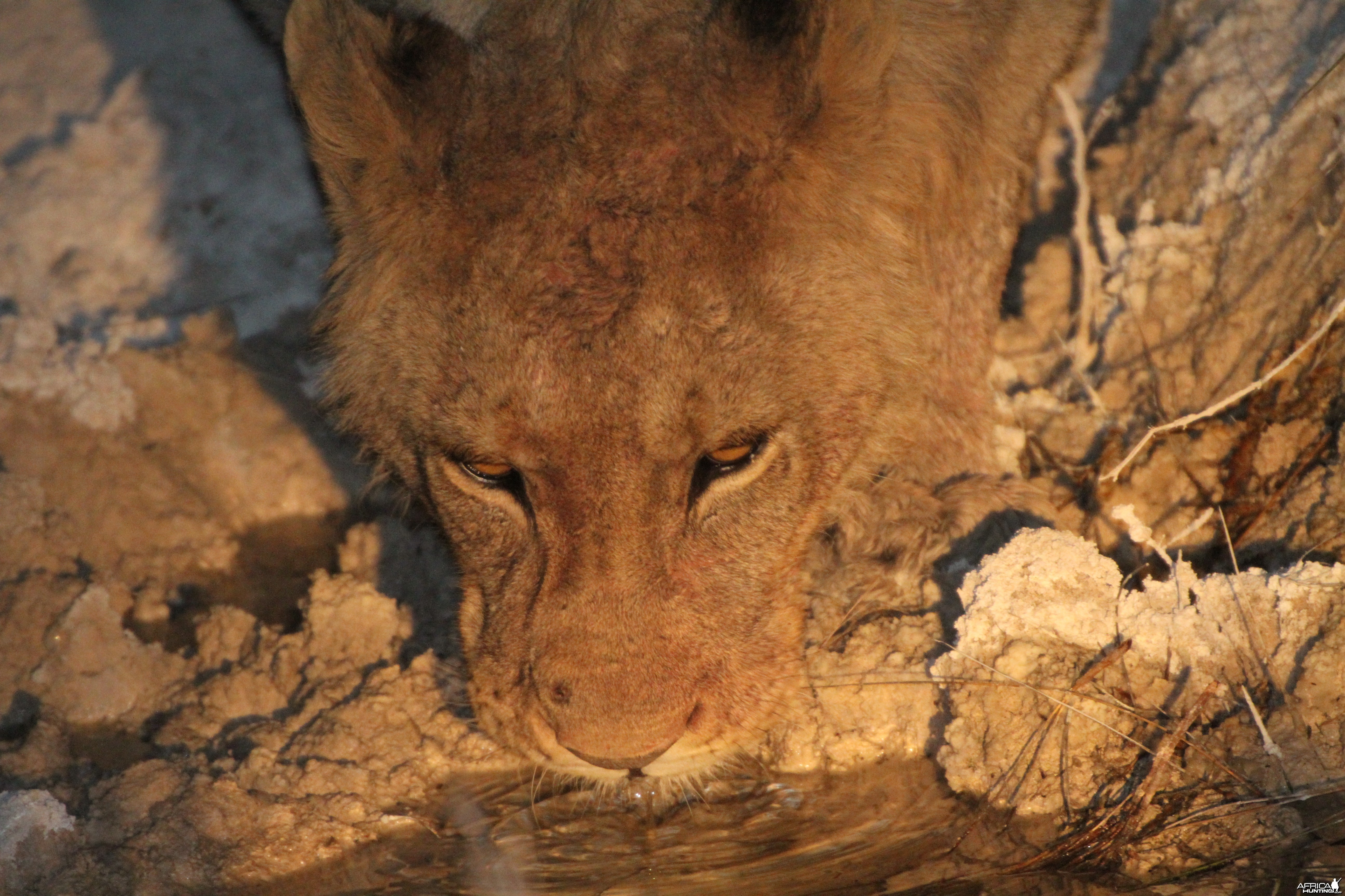 Lion at Etosha National Park