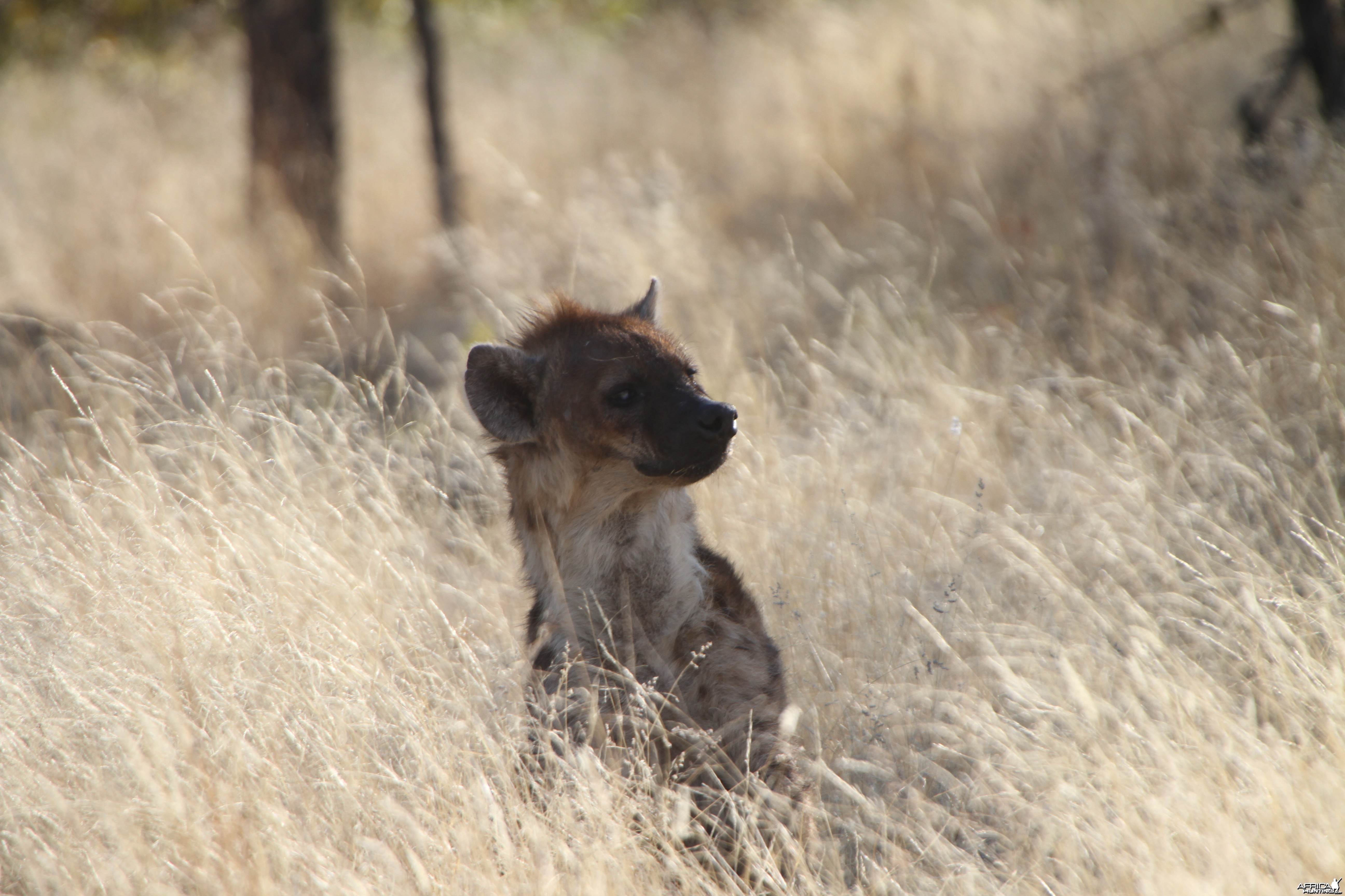 Spotted Hyena at Etosha National Park