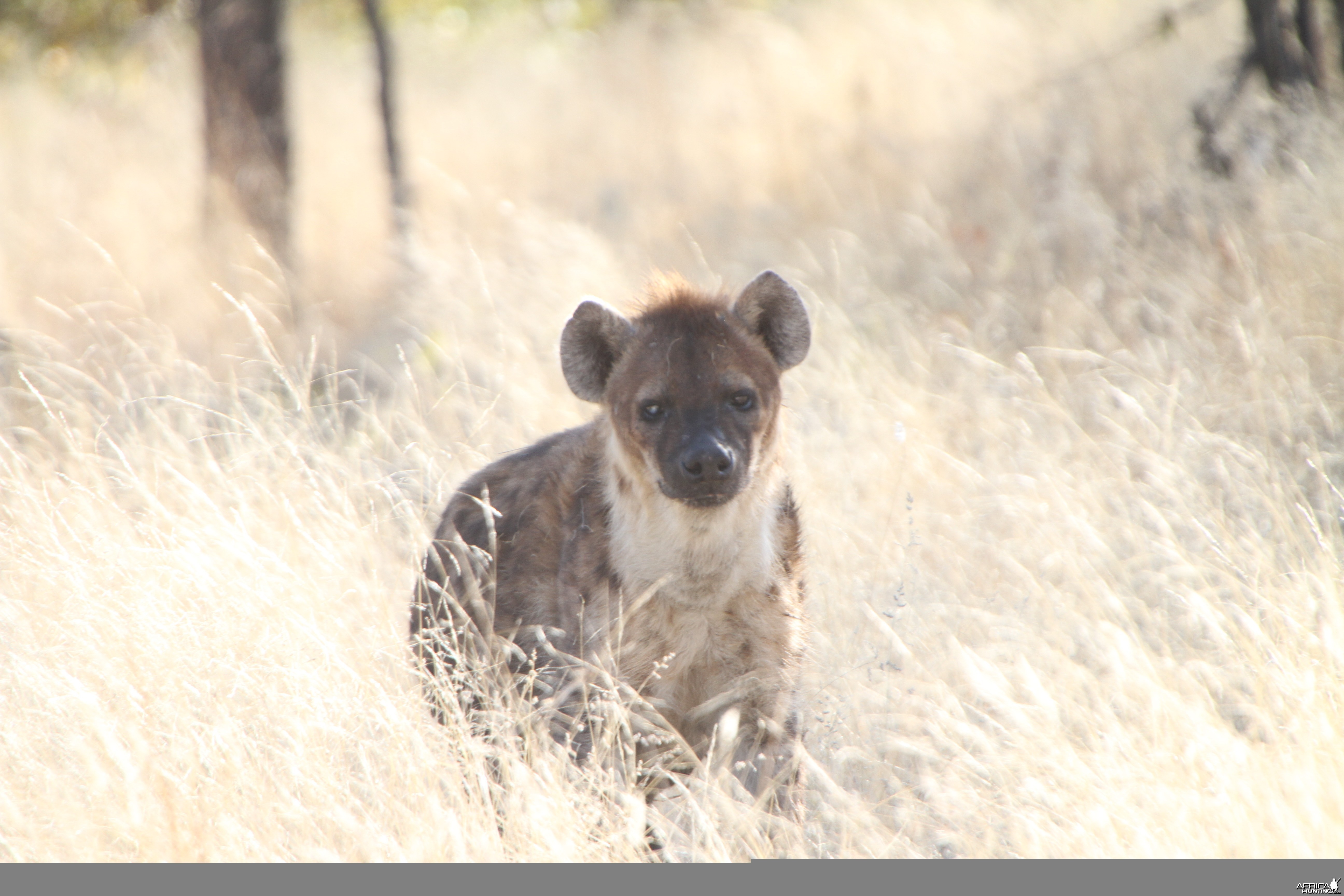 Spotted Hyena at Etosha National Park