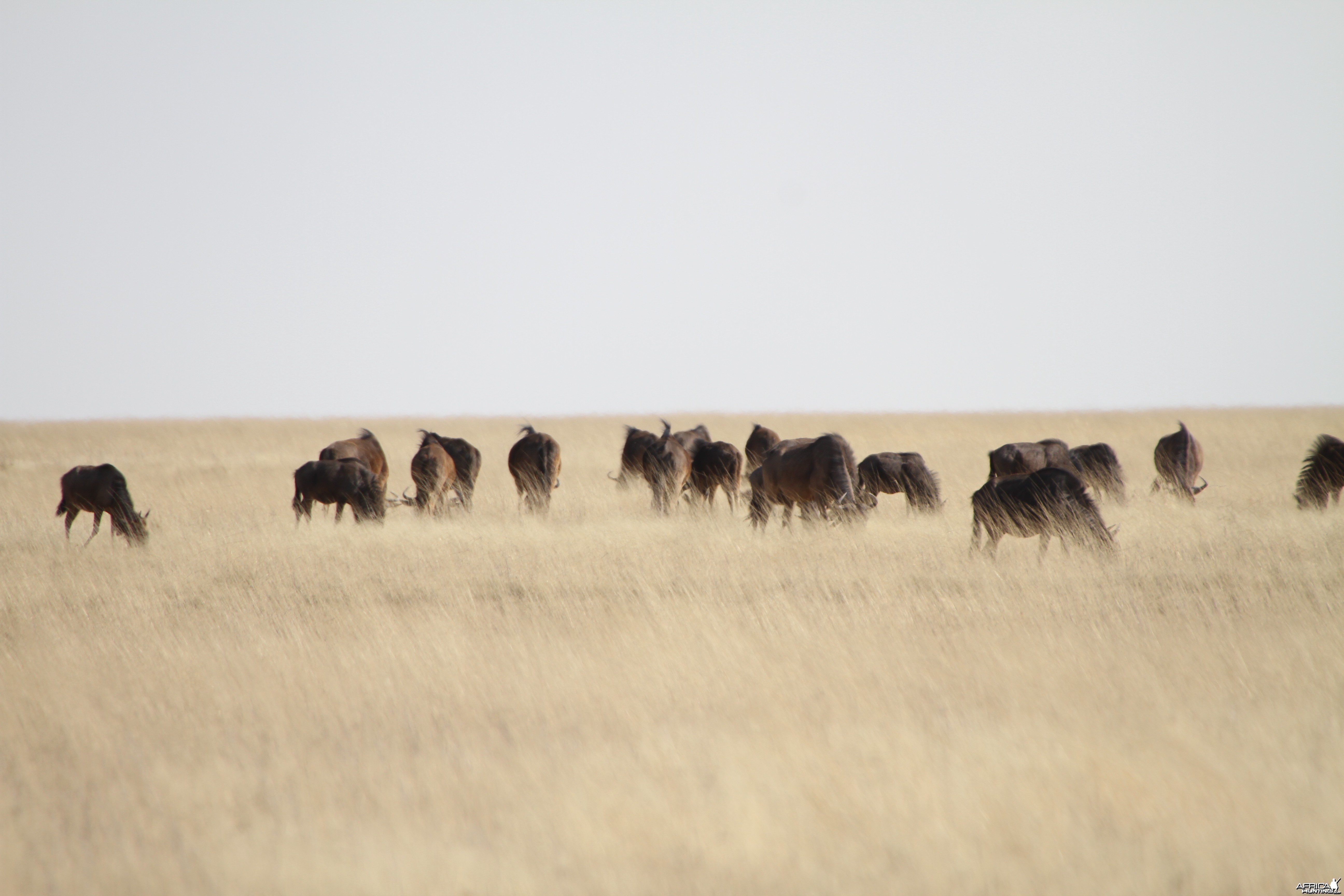 Etosha National Park