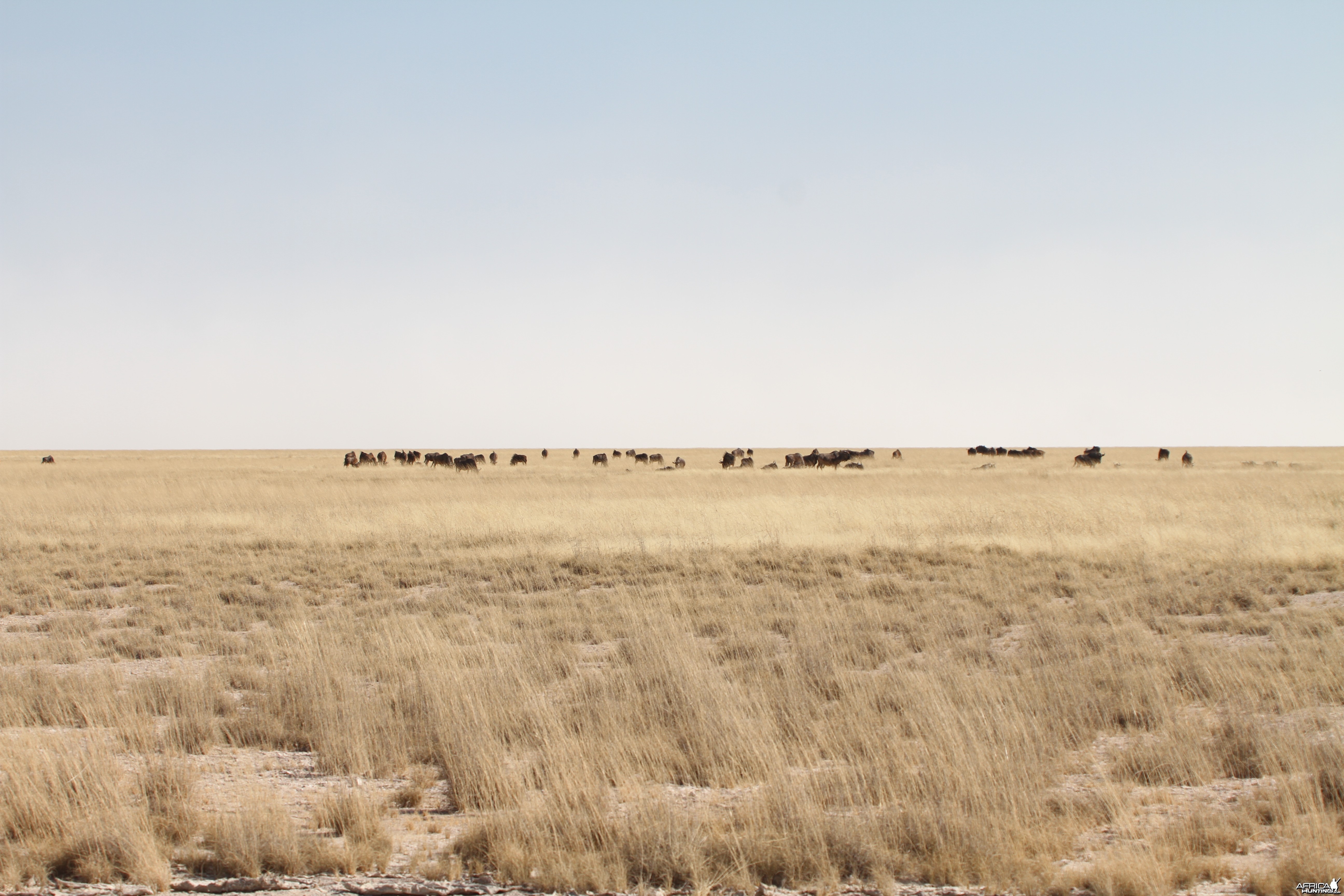 Etosha National Park