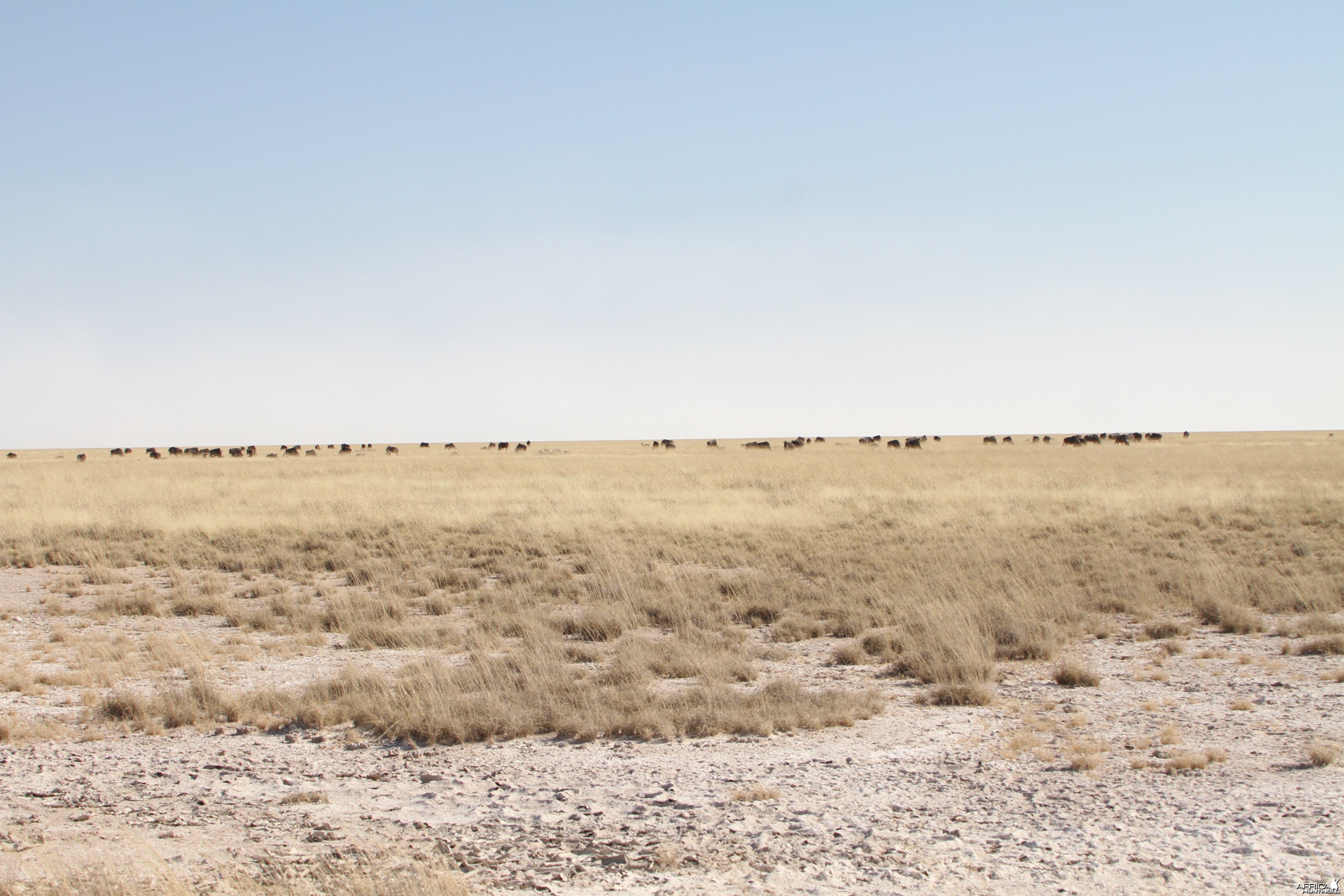 Etosha National Park