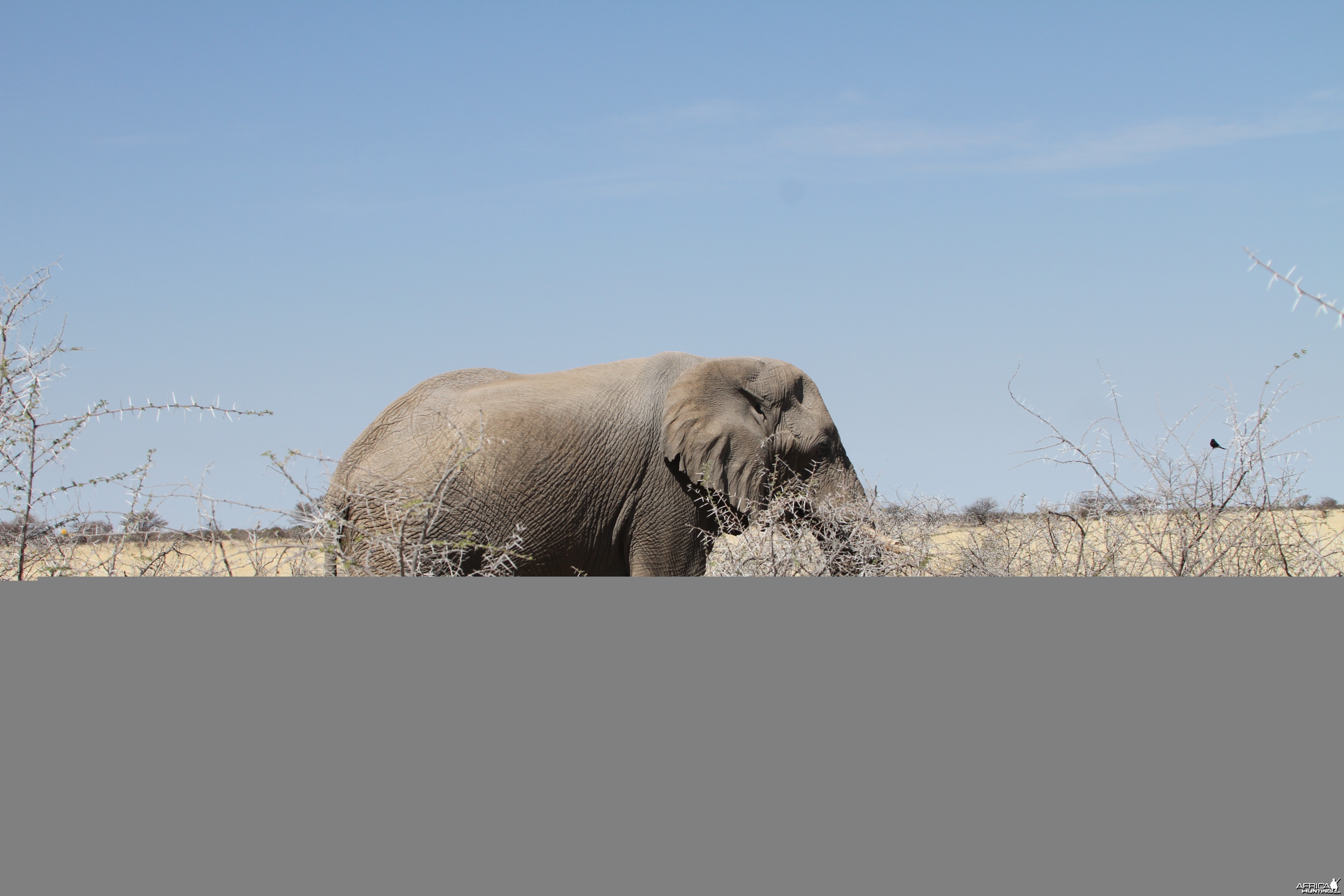 Elephant at Etosha National Park