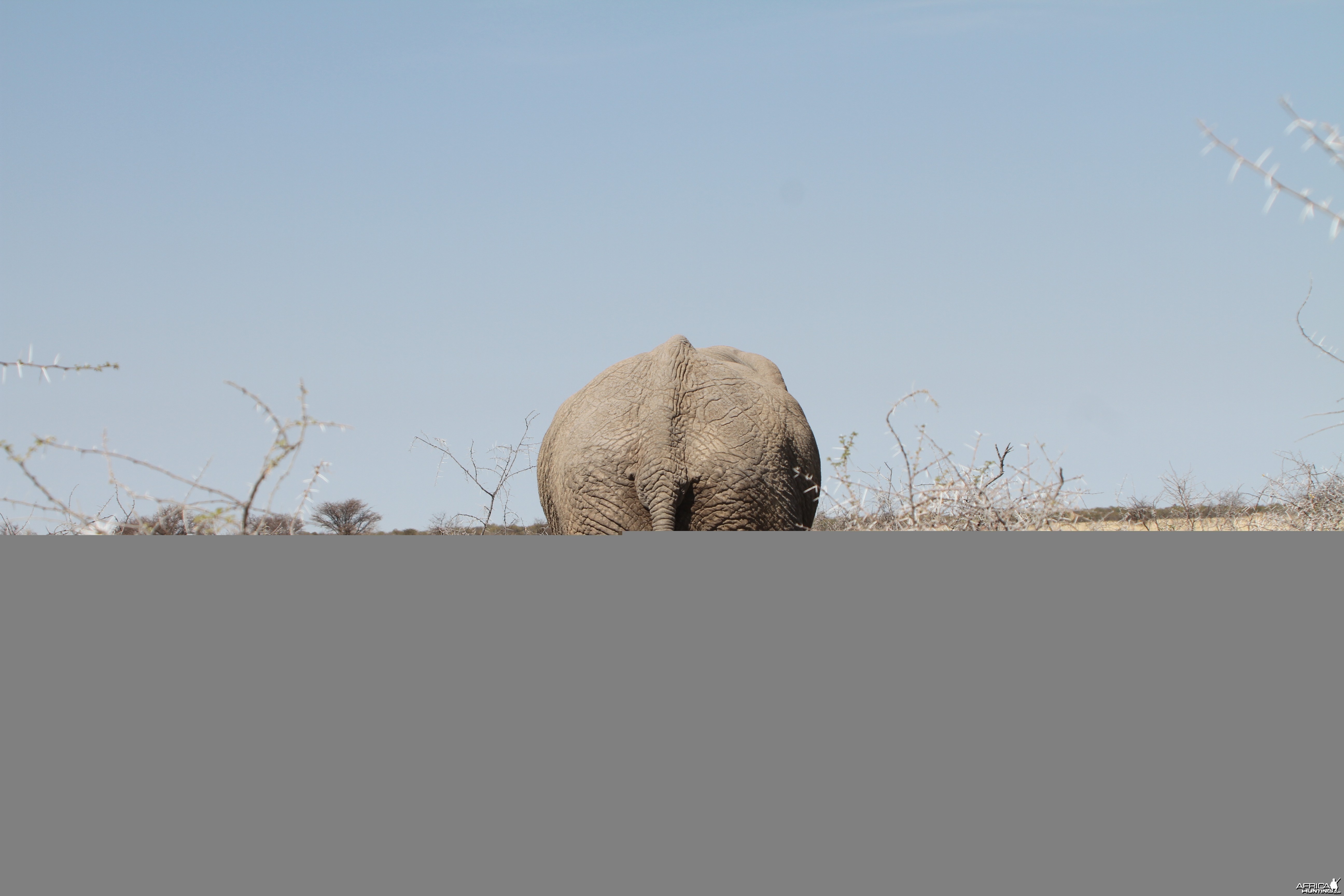 Elephant at Etosha National Park