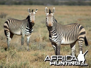 Hartmann's Zebra (Mountain Zebra)