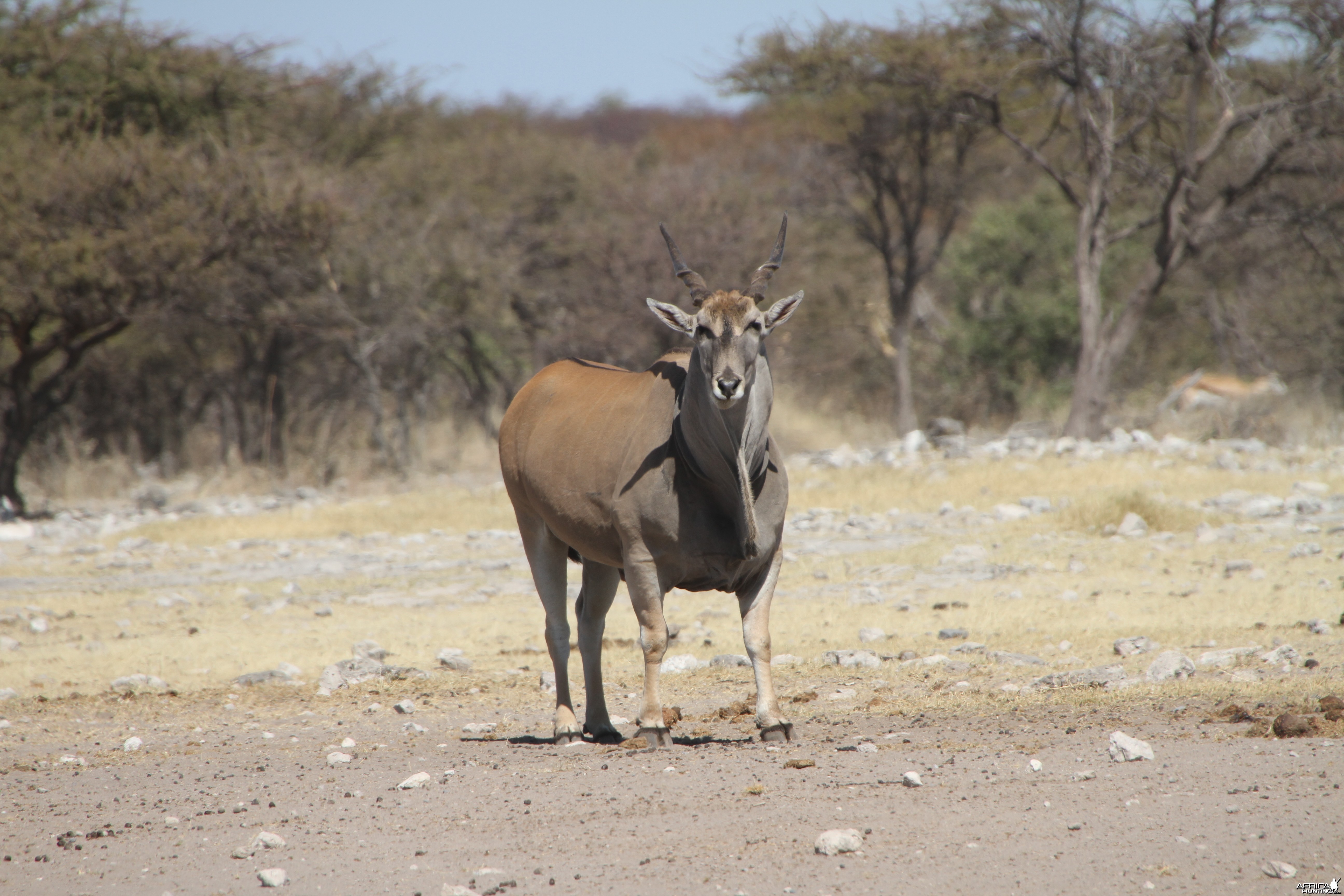 Cape Eland at Etosha National Park