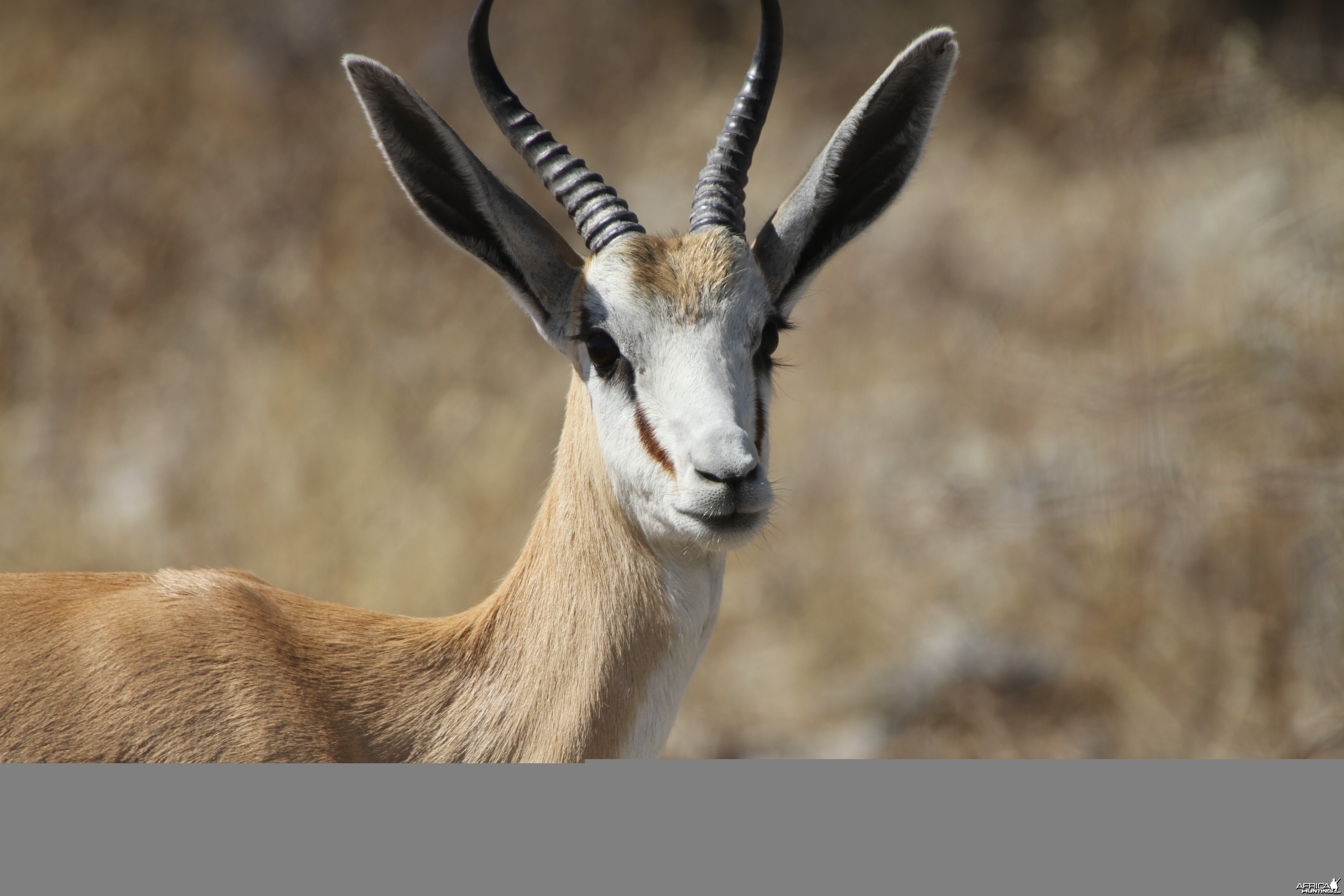 Springbok at Etosha National Park