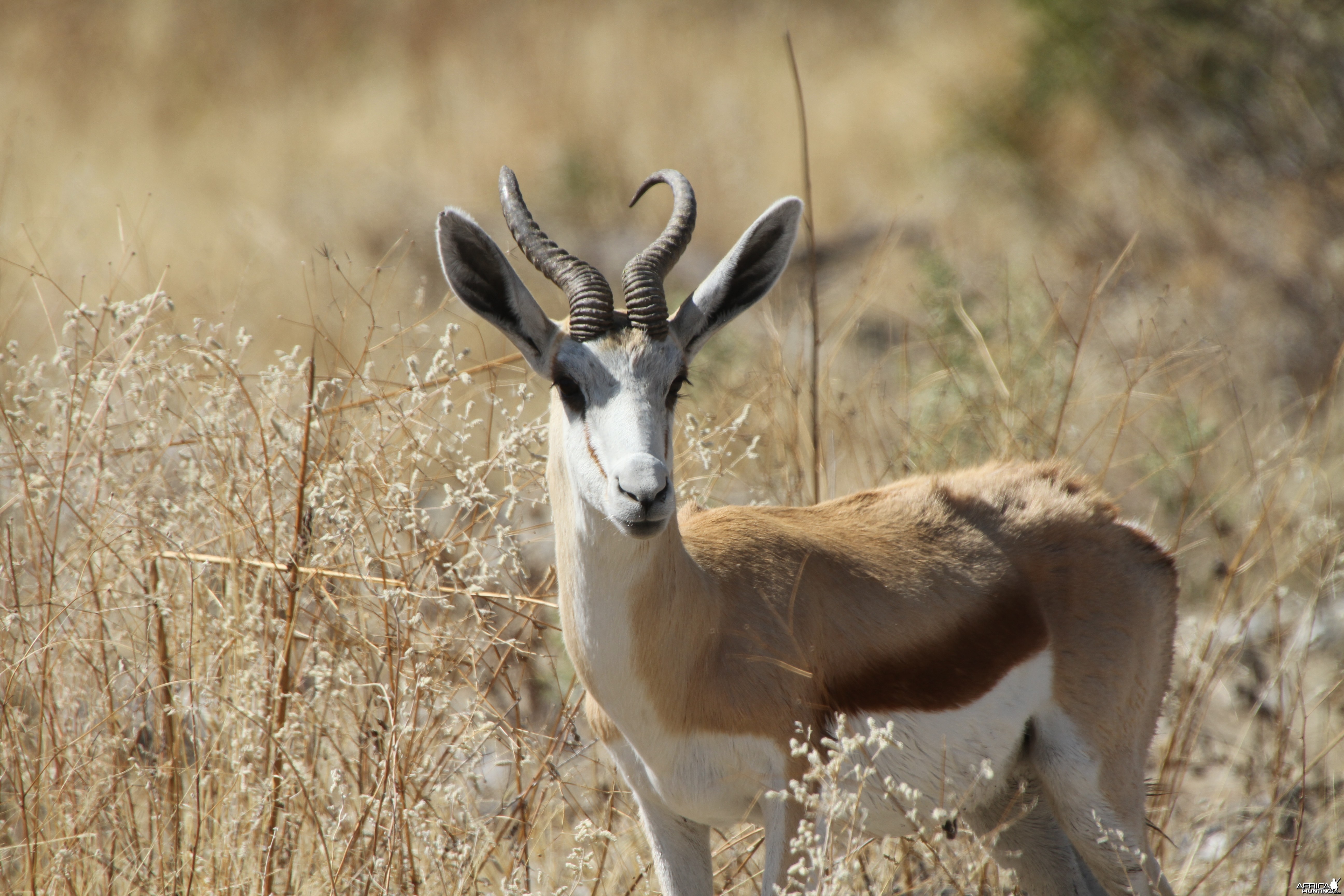 Springbok at Etosha National Park