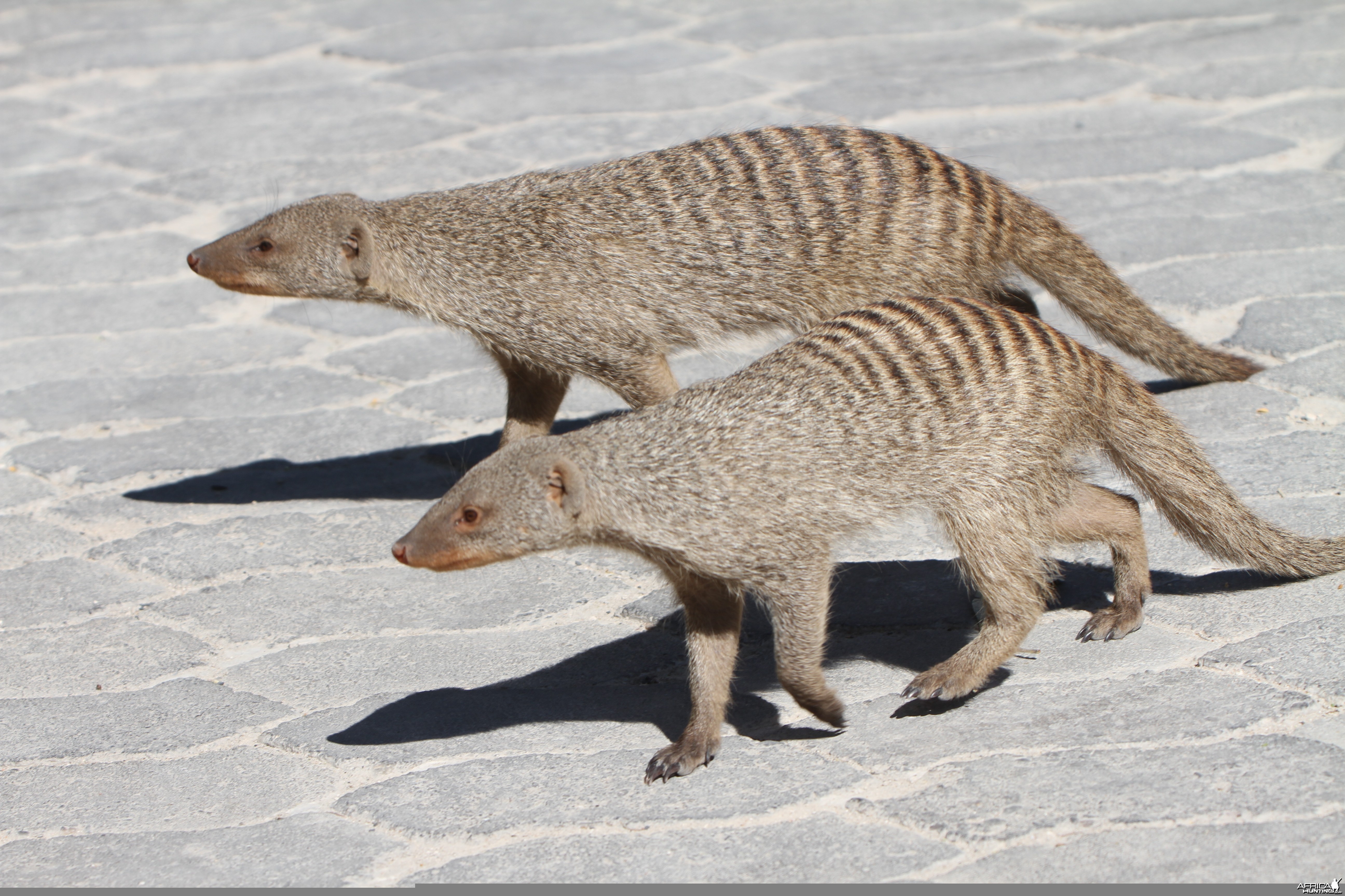 Banded Mongoose at Etosha National Park