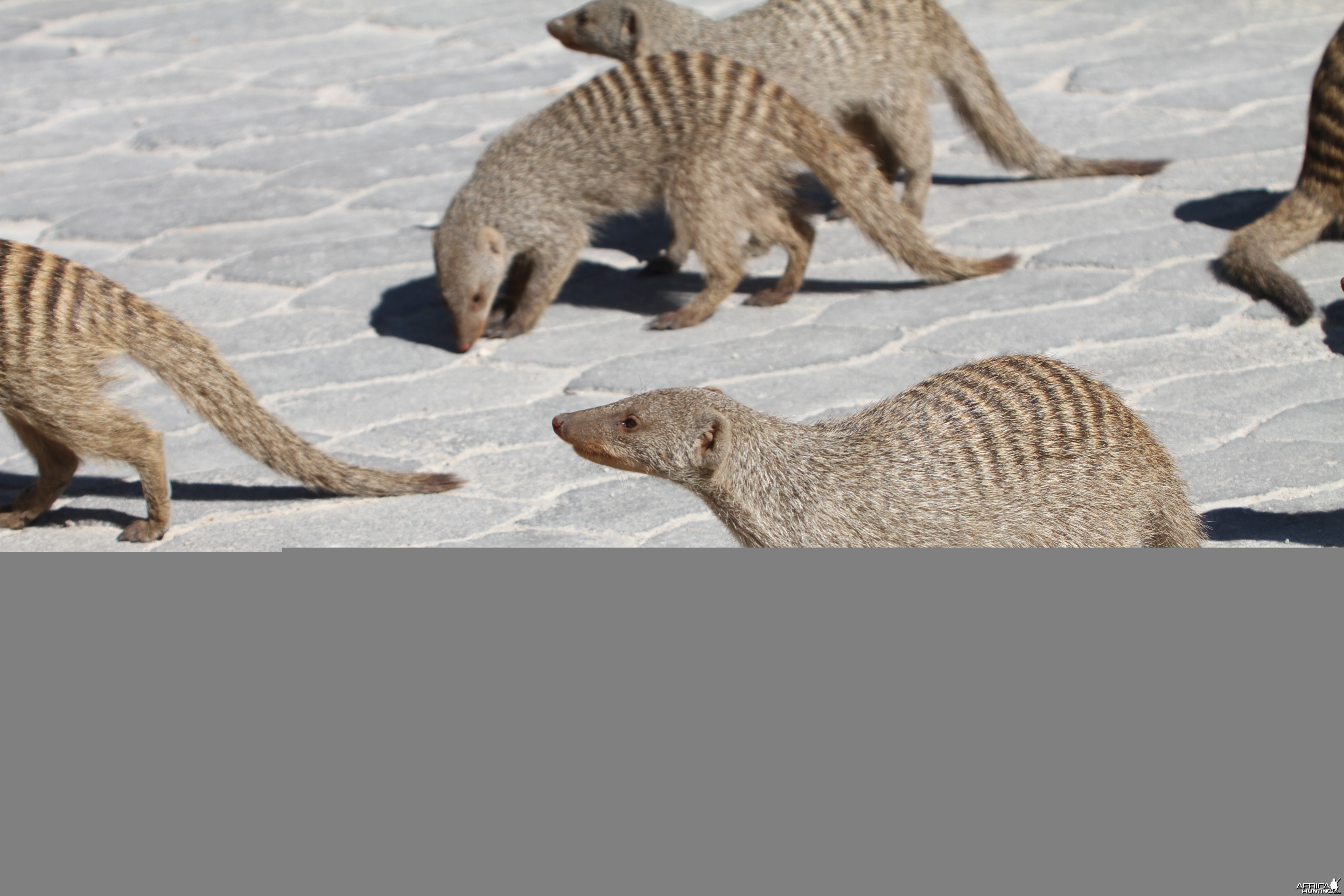 Banded Mongoose at Etosha National Park