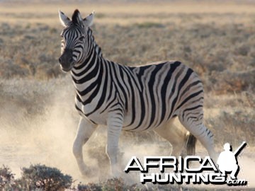Burchell's Zebra (Plain Zebra) with shadow stripes