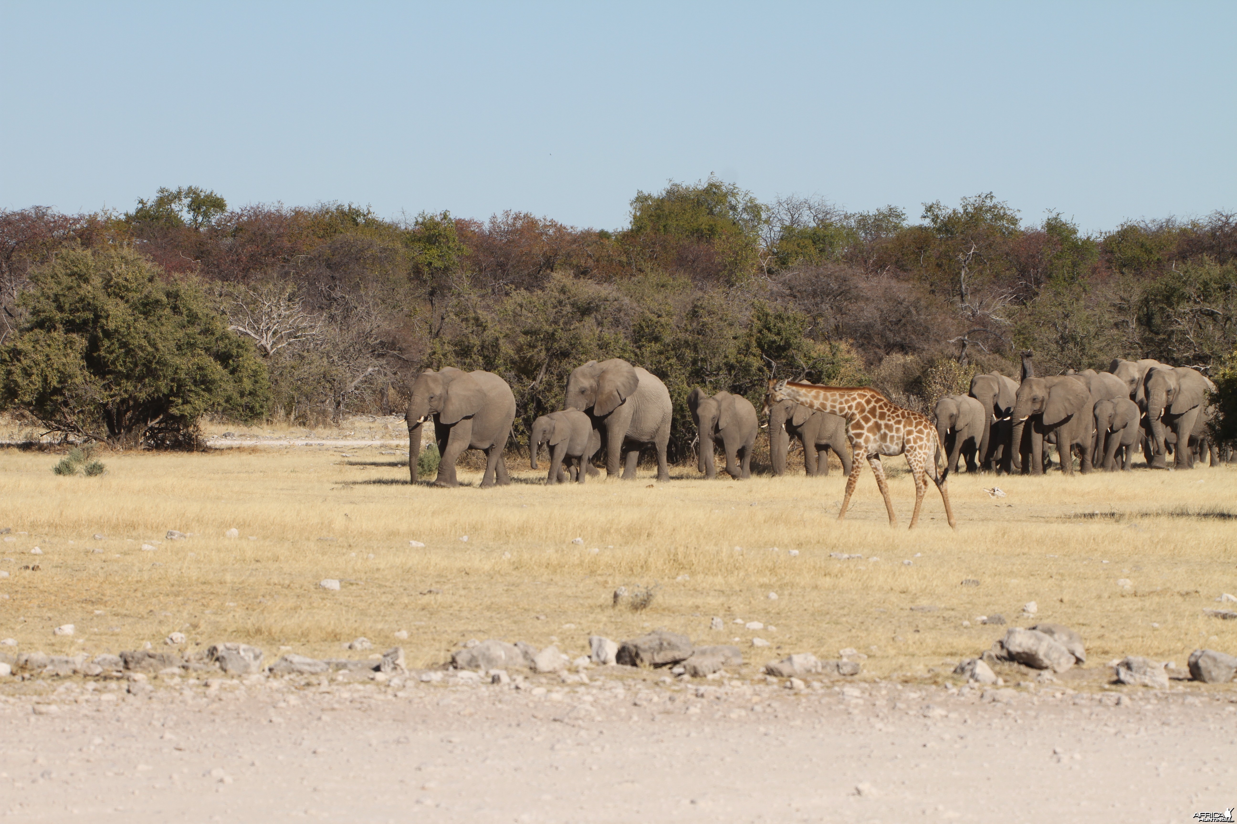 Elephant at Etosha National Park