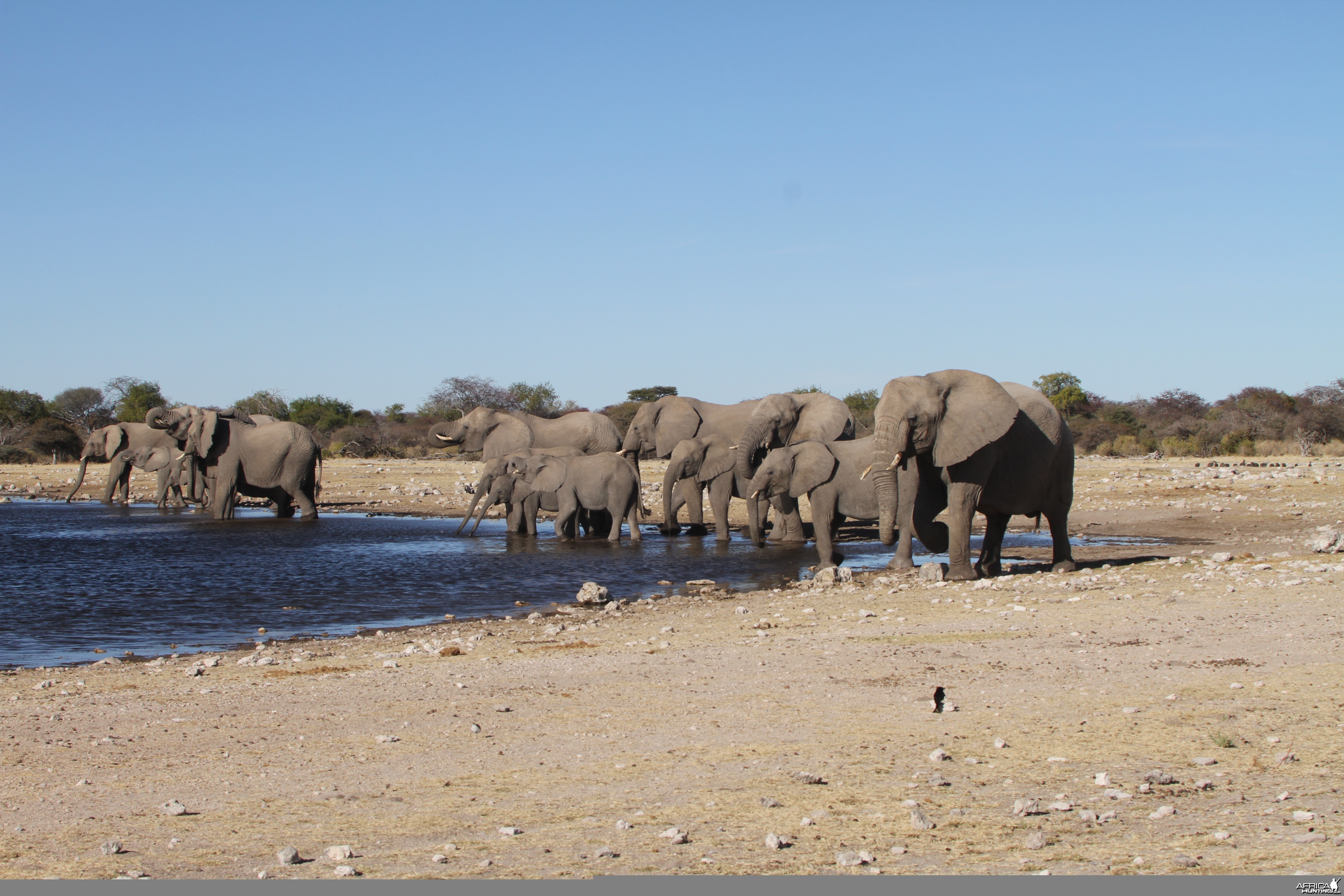 Elephant at Etosha National Park