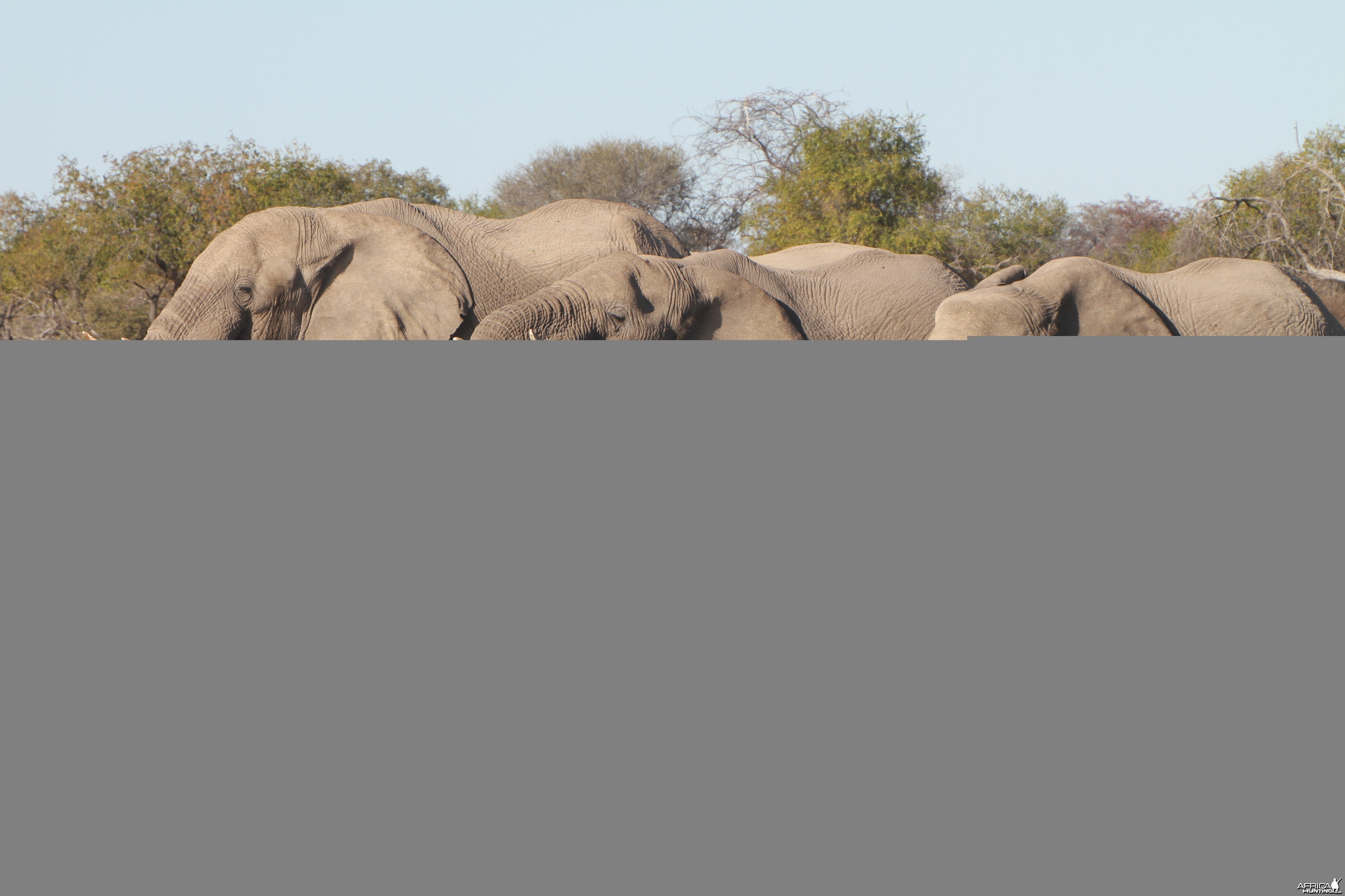 Elephant at Etosha National Park