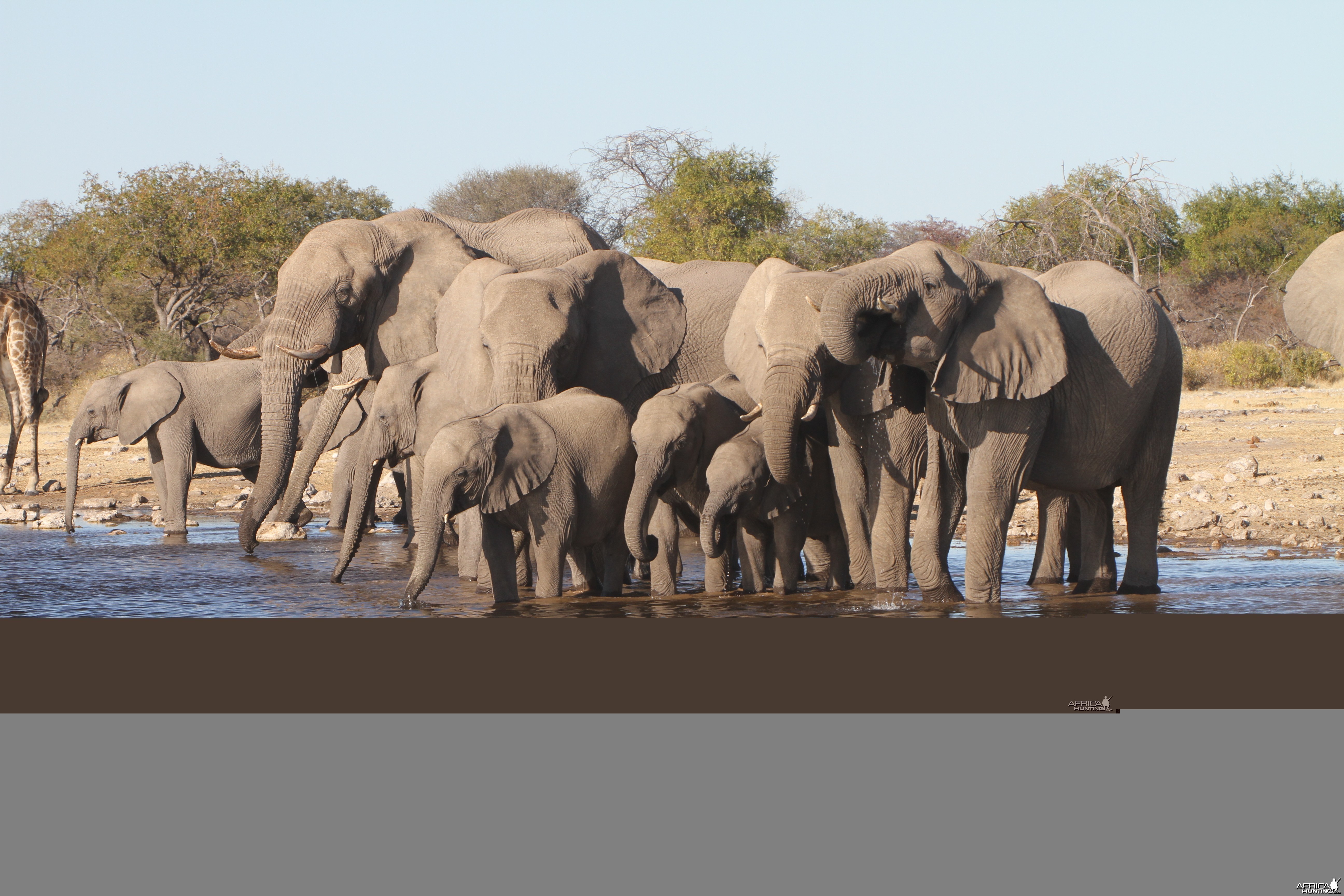 Elephant at Etosha National Park