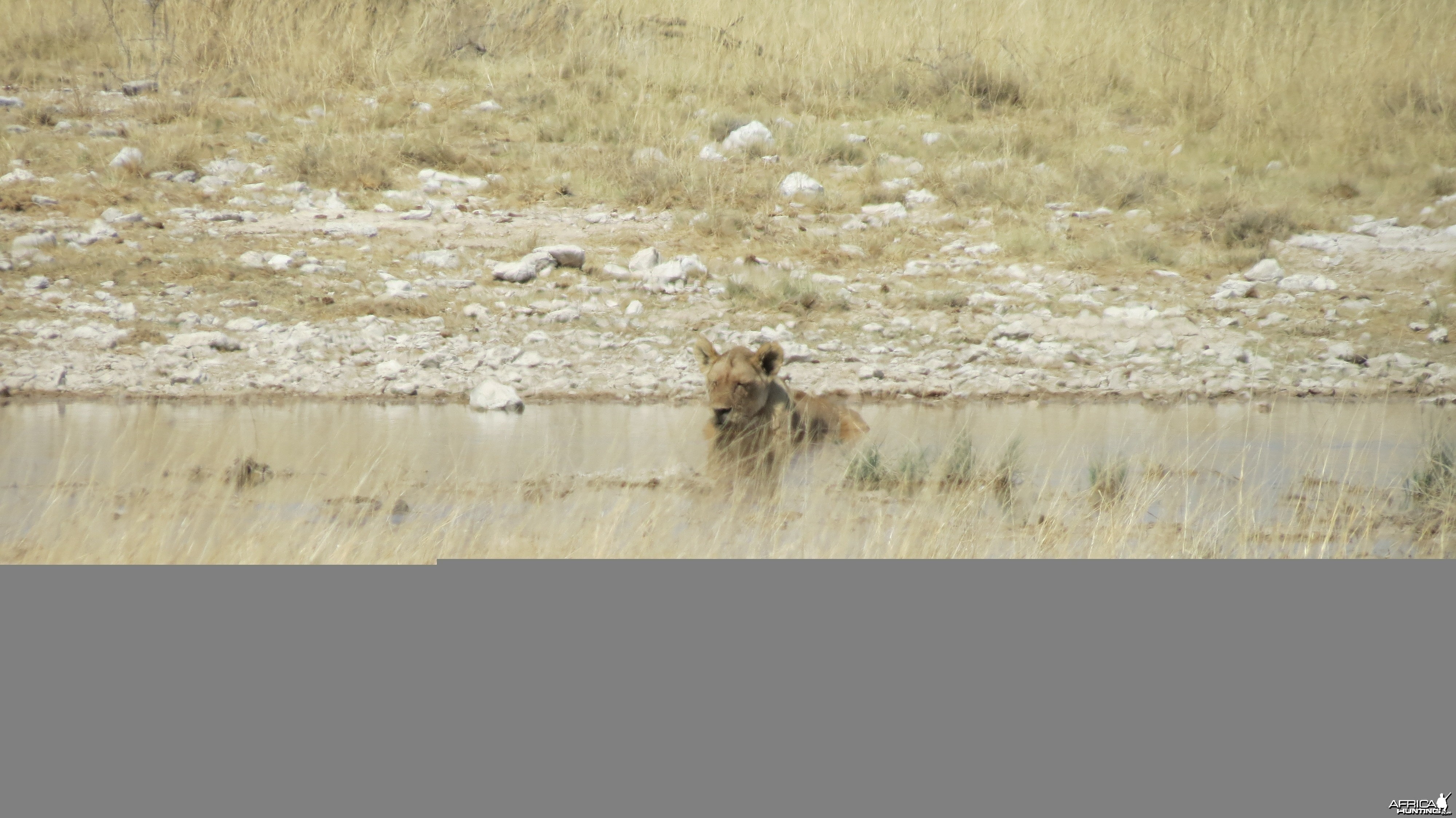 Lion at Etosha National Park