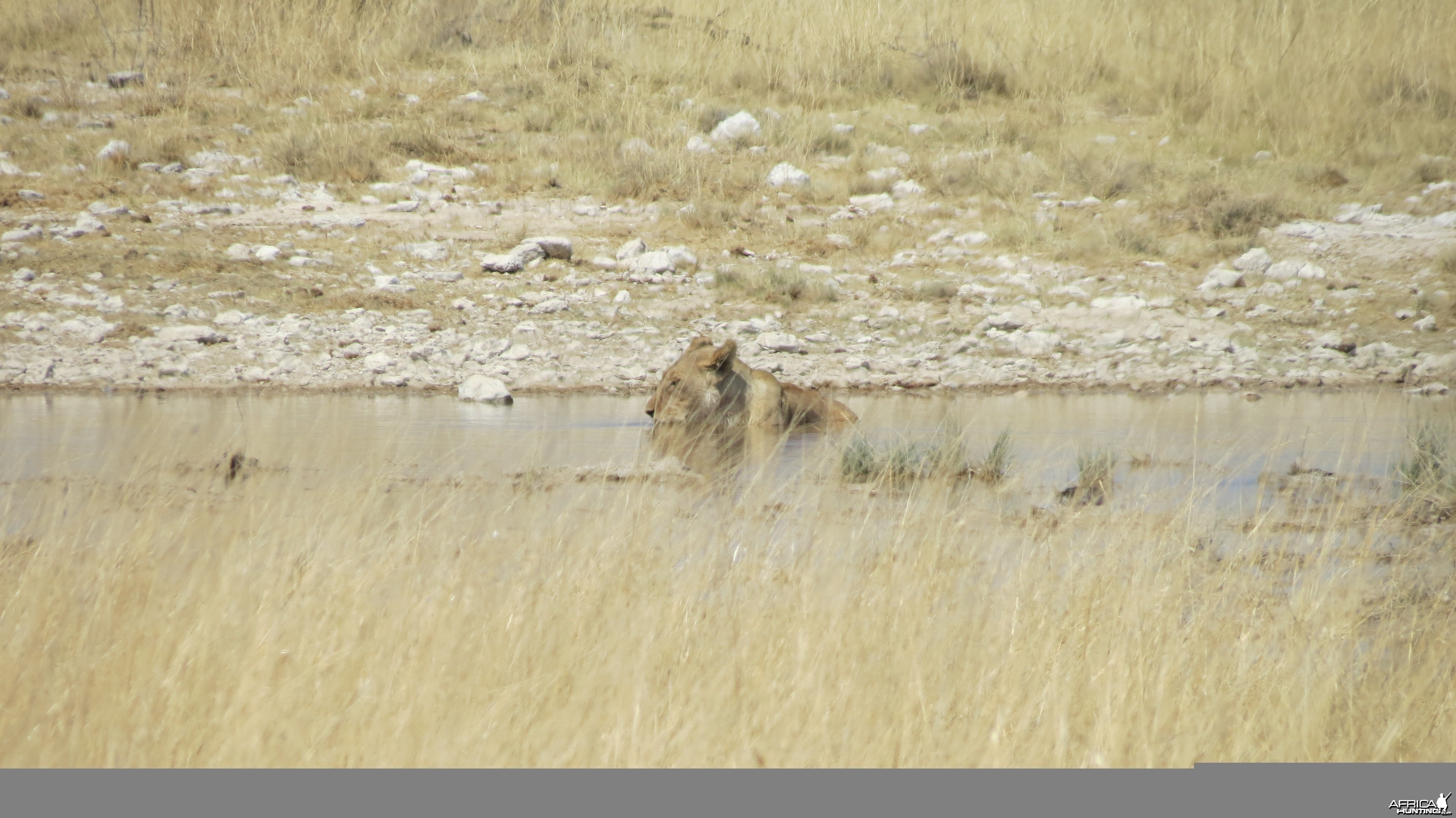 Lion at Etosha National Park