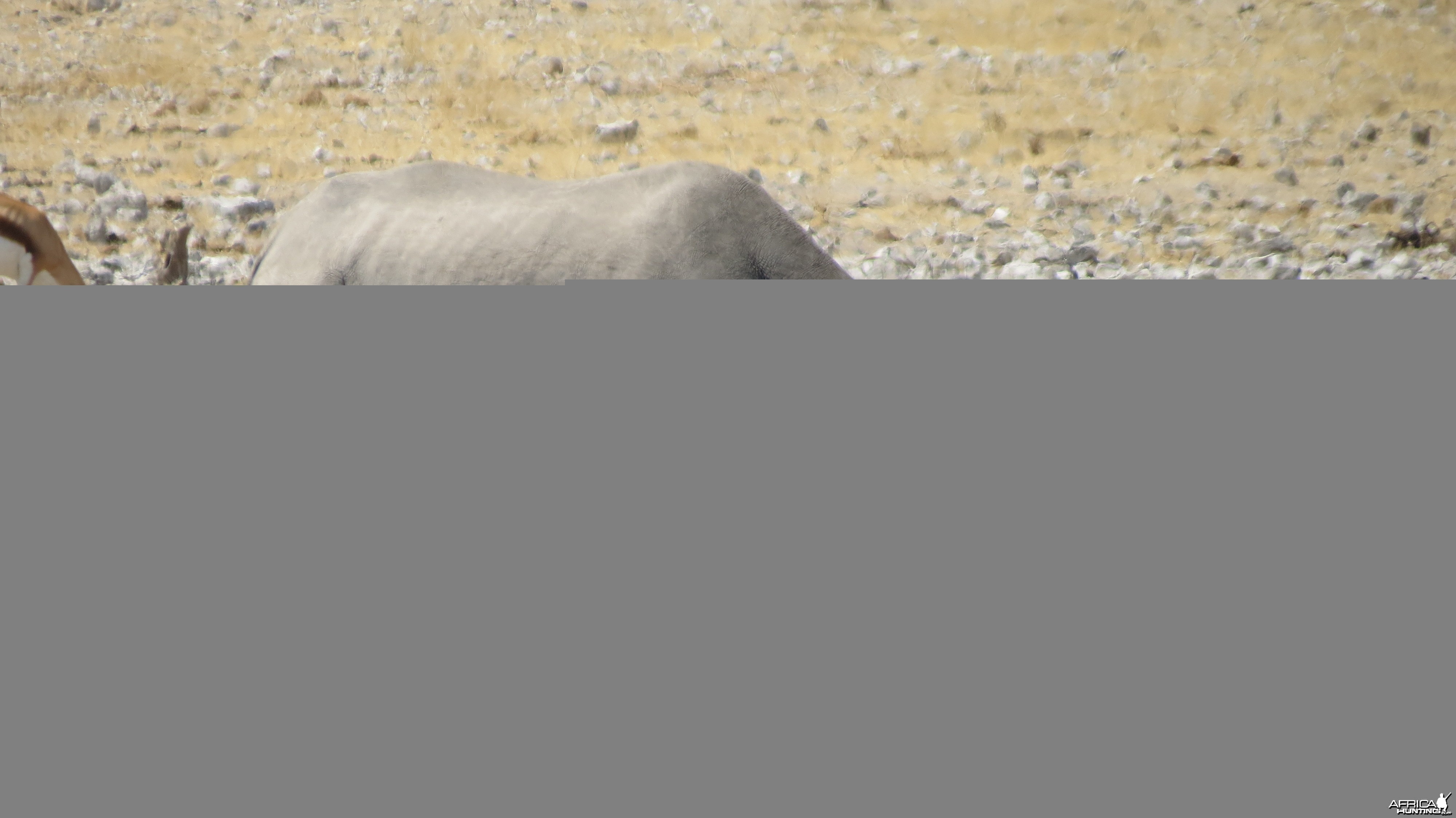 Black Rhino at Etosha National Park