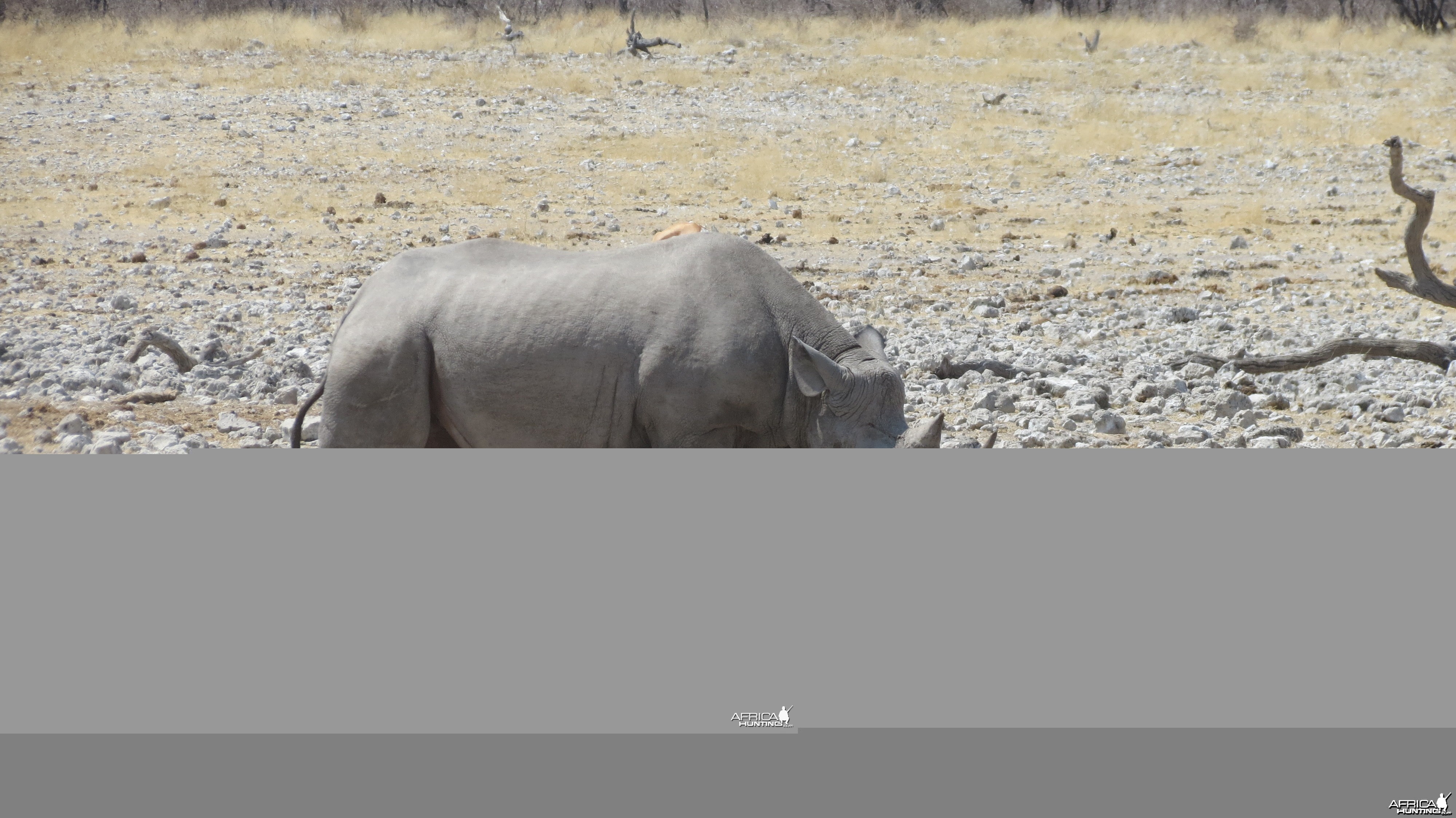 Black Rhino at Etosha National Park