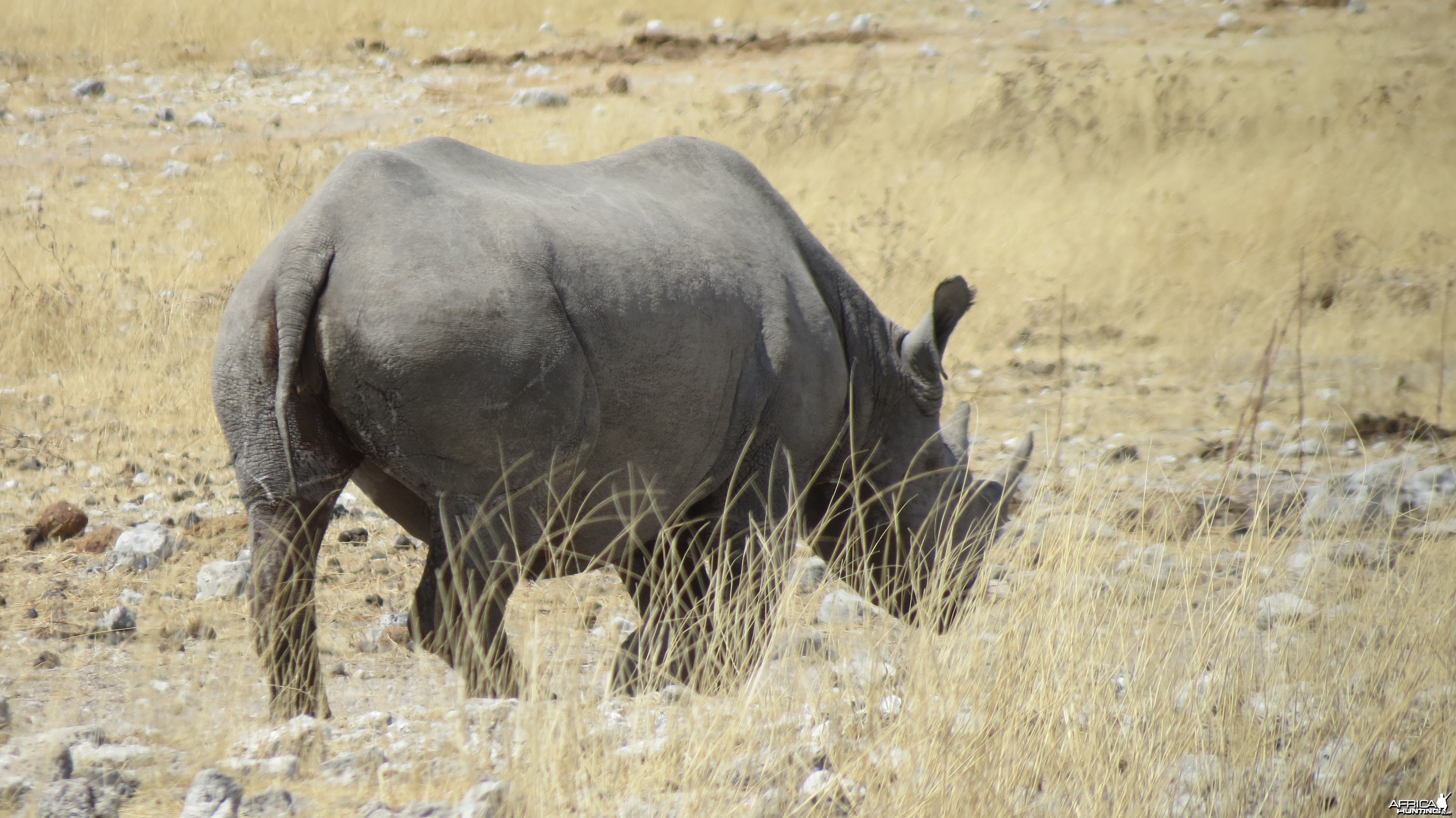 Black Rhino at Etosha National Park