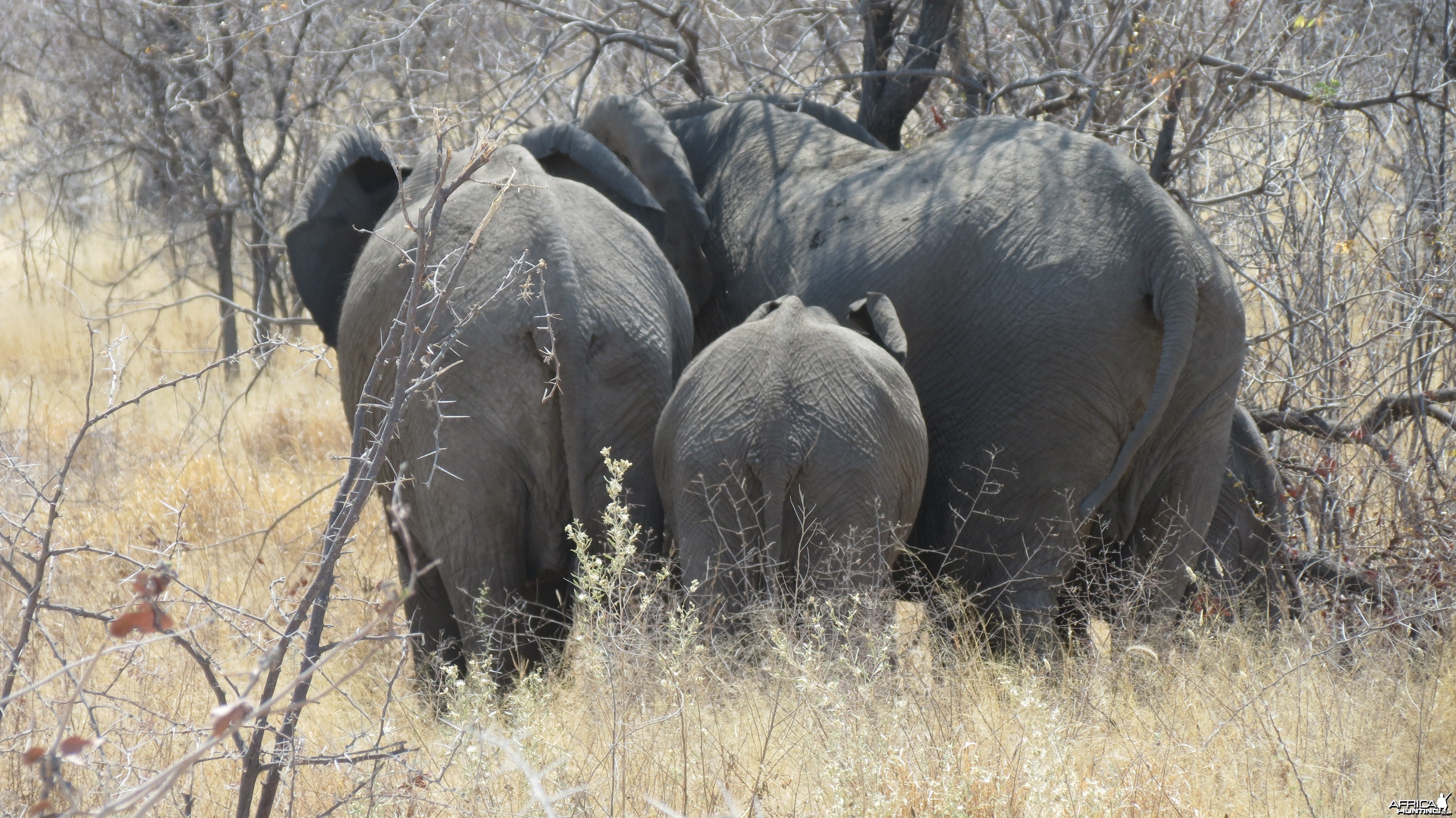 Elephant at Etosha National Park