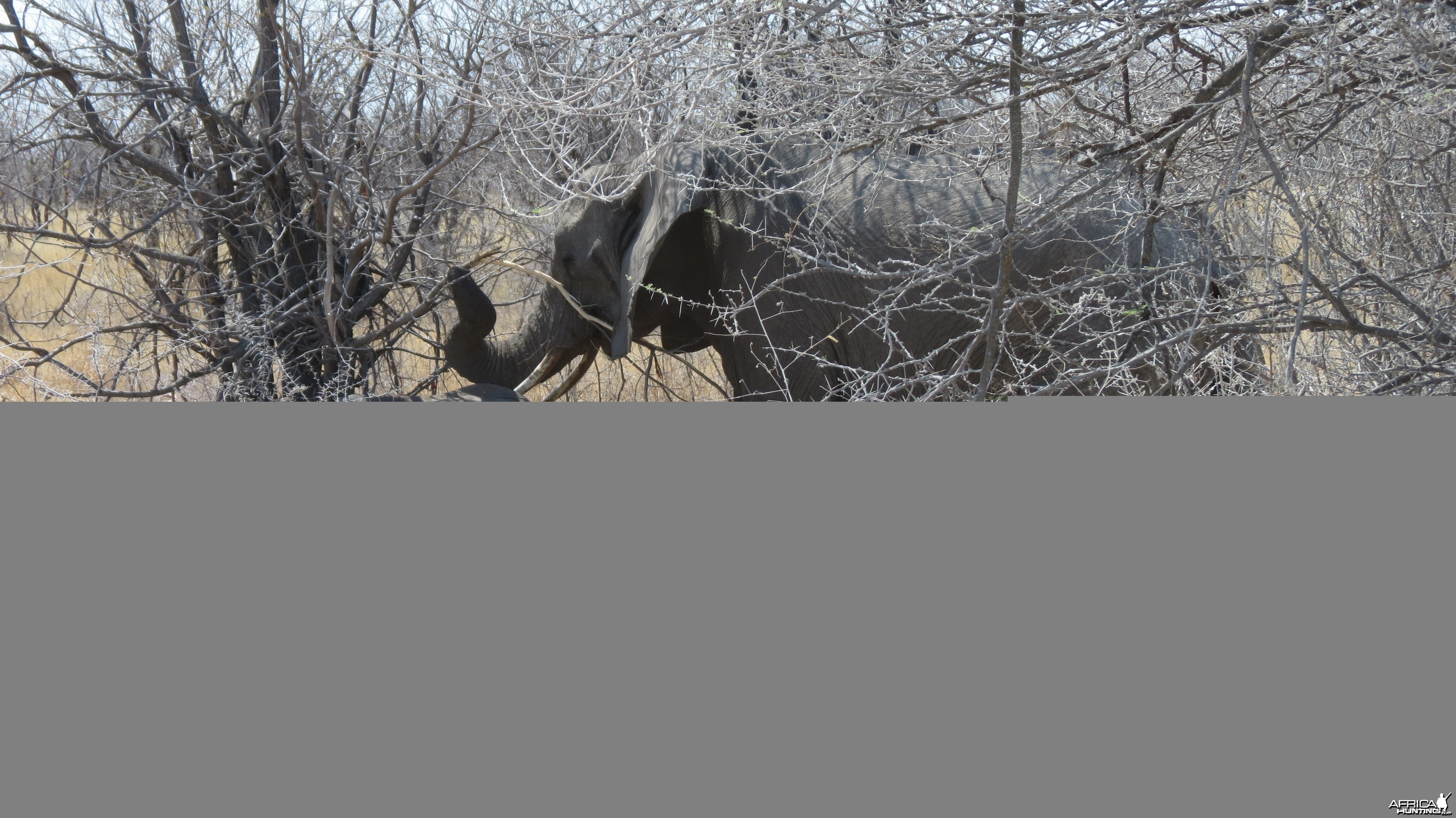 Elephant at Etosha National Park