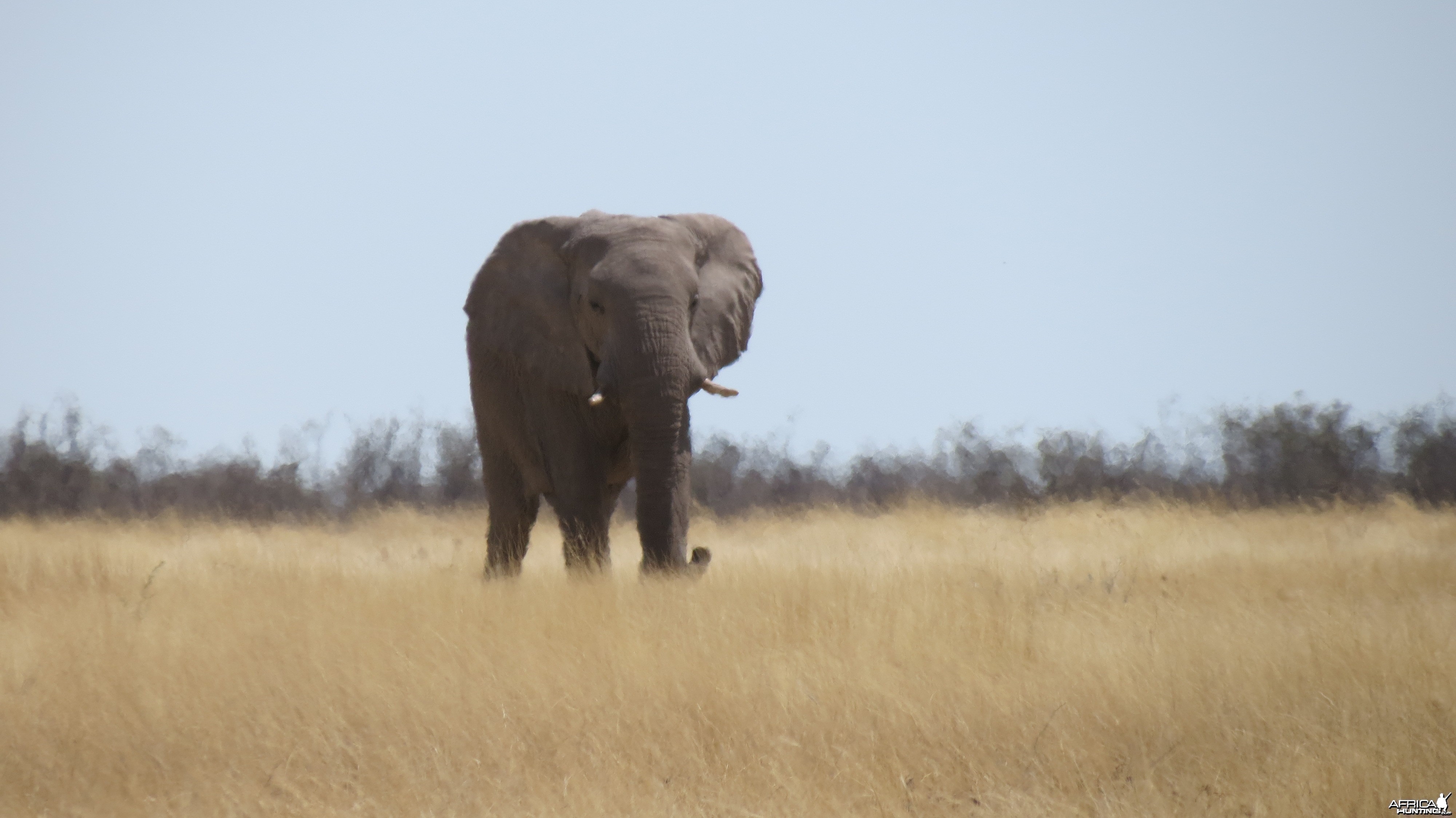 Elephant at Etosha National Park