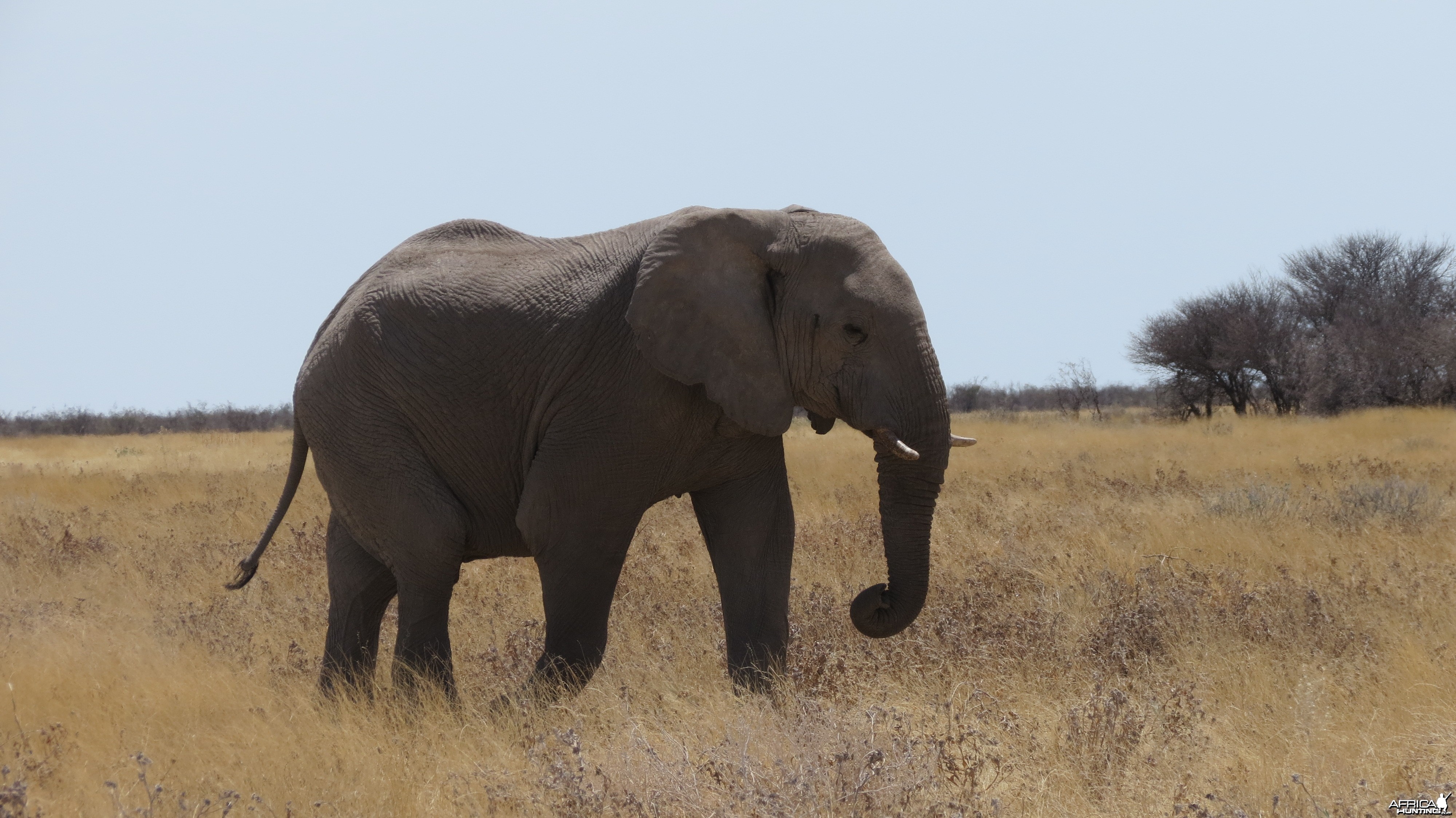 Elephant at Etosha National Park