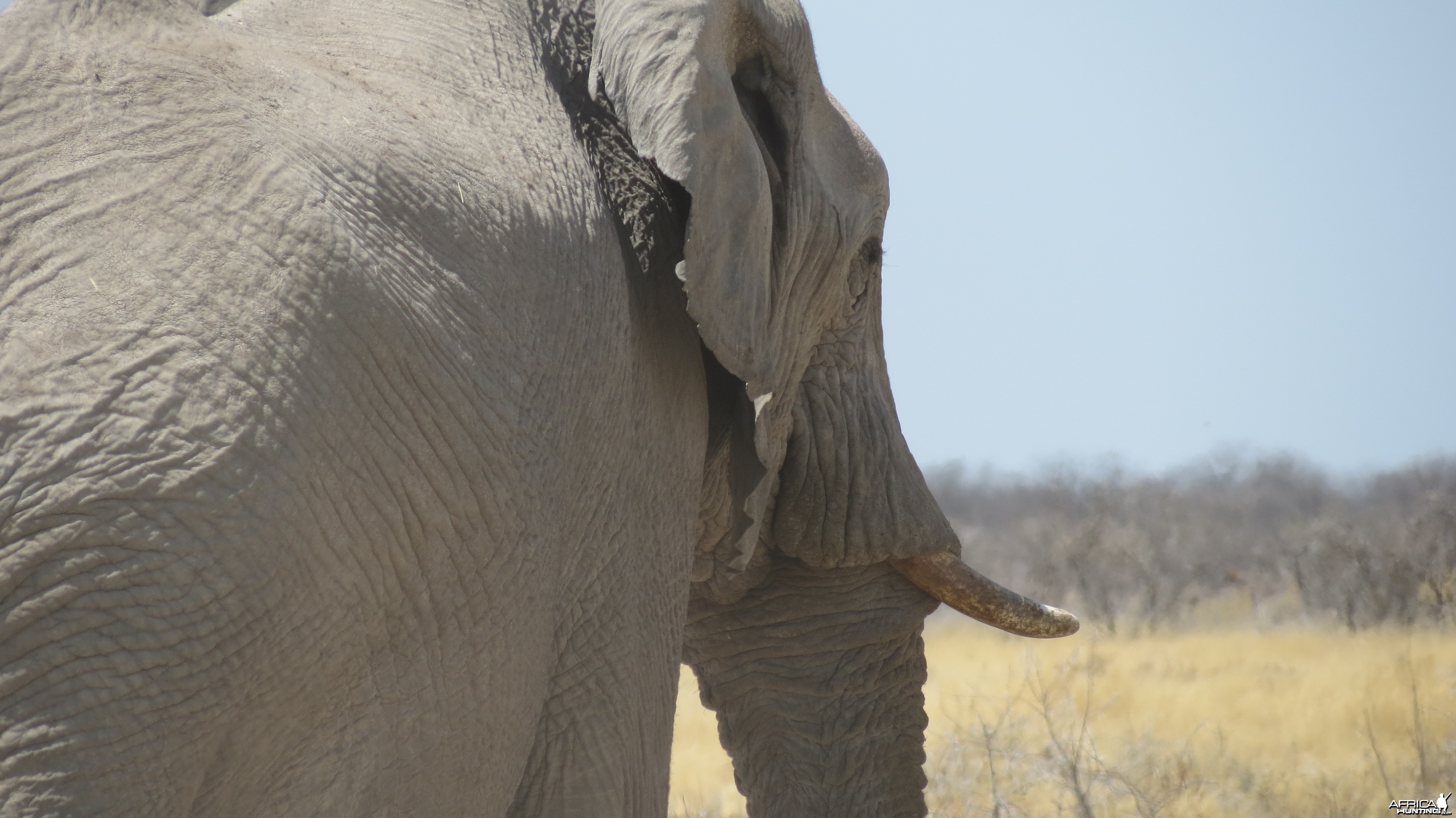 Elephant at Etosha National Park