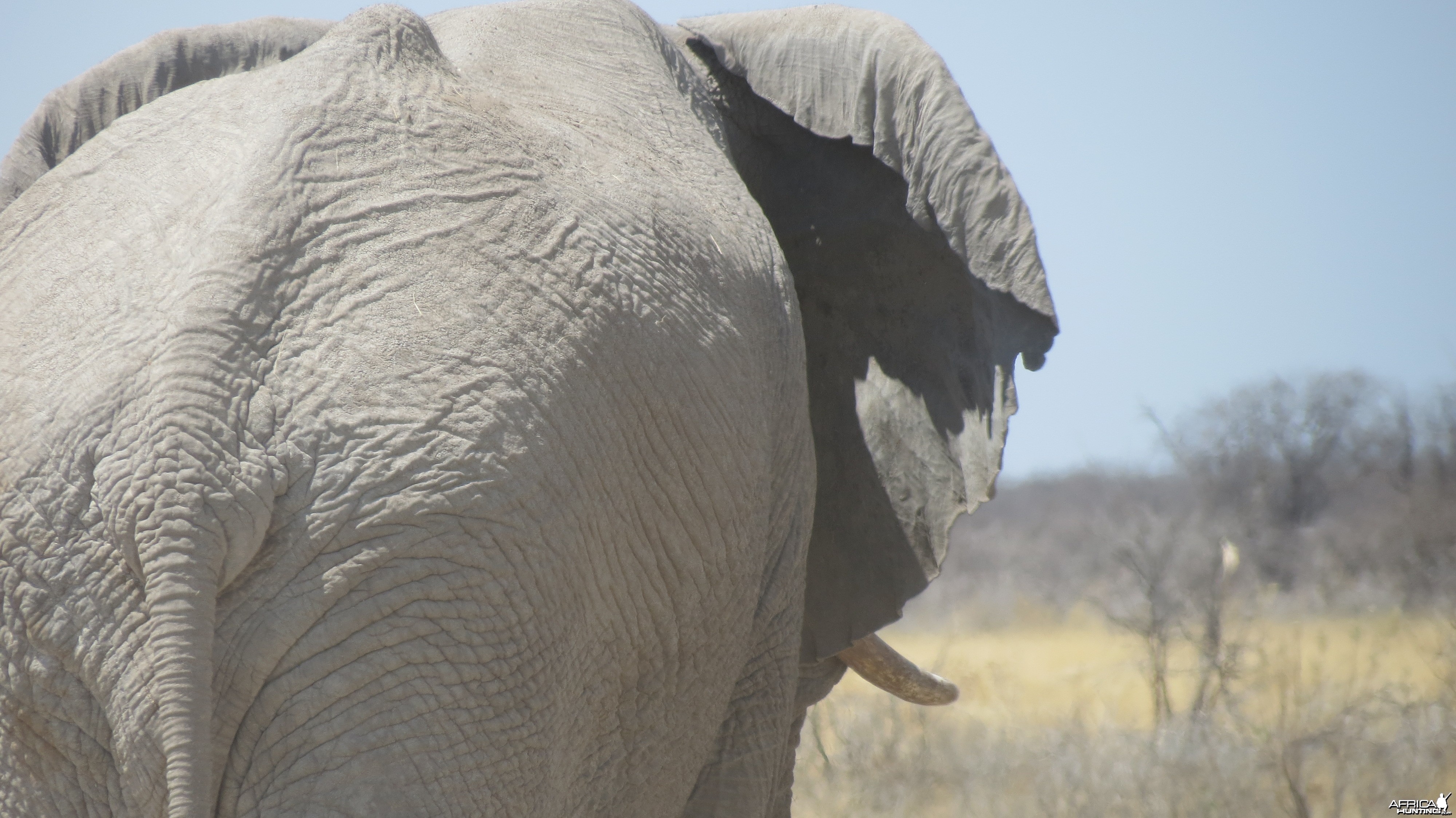 Elephant at Etosha National Park